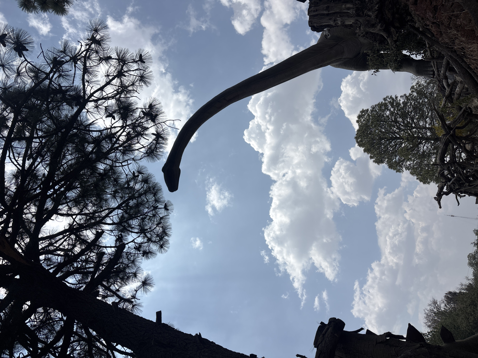A low-angle shot taken in San Juan Arcos Ojo de Agua, Mexico, depicts a clear blue sky with scattered white clouds. Dominating the upper-center of the frame is a long, curved dinosaur neck and head, likely a Brachiosaurus statue, suggesting a park or exhibit featuring such creatures. To the left, a dark silhouette of a coniferous tree with dense foliage fills the lower left corner of the image. On the right, trees and other foliage obscure the ground. In the bottom center, decaying wooden structures or tree remnants are visible, contrasting against the bright sky.