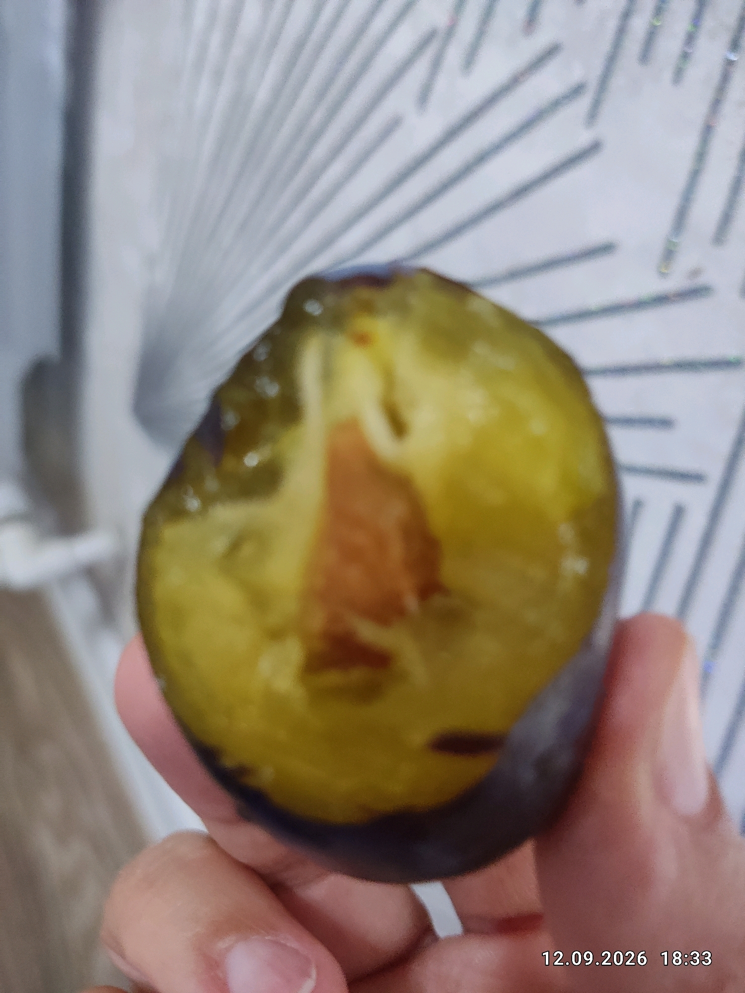 A close-up, slightly blurry shot shows a hand holding a halved plum. The plum's interior is a vibrant yellow, with a brown pit visible in the center. The outer skin of the plum is a deep purple. The background appears to be a textured, light-colored surface, possibly a wall or fabric, with radiating lines. A timestamp in the bottom right corner reads "12.09.2026 18:33". The location in Bishkek City, Kyrgyzstan, is not discernible from the image.