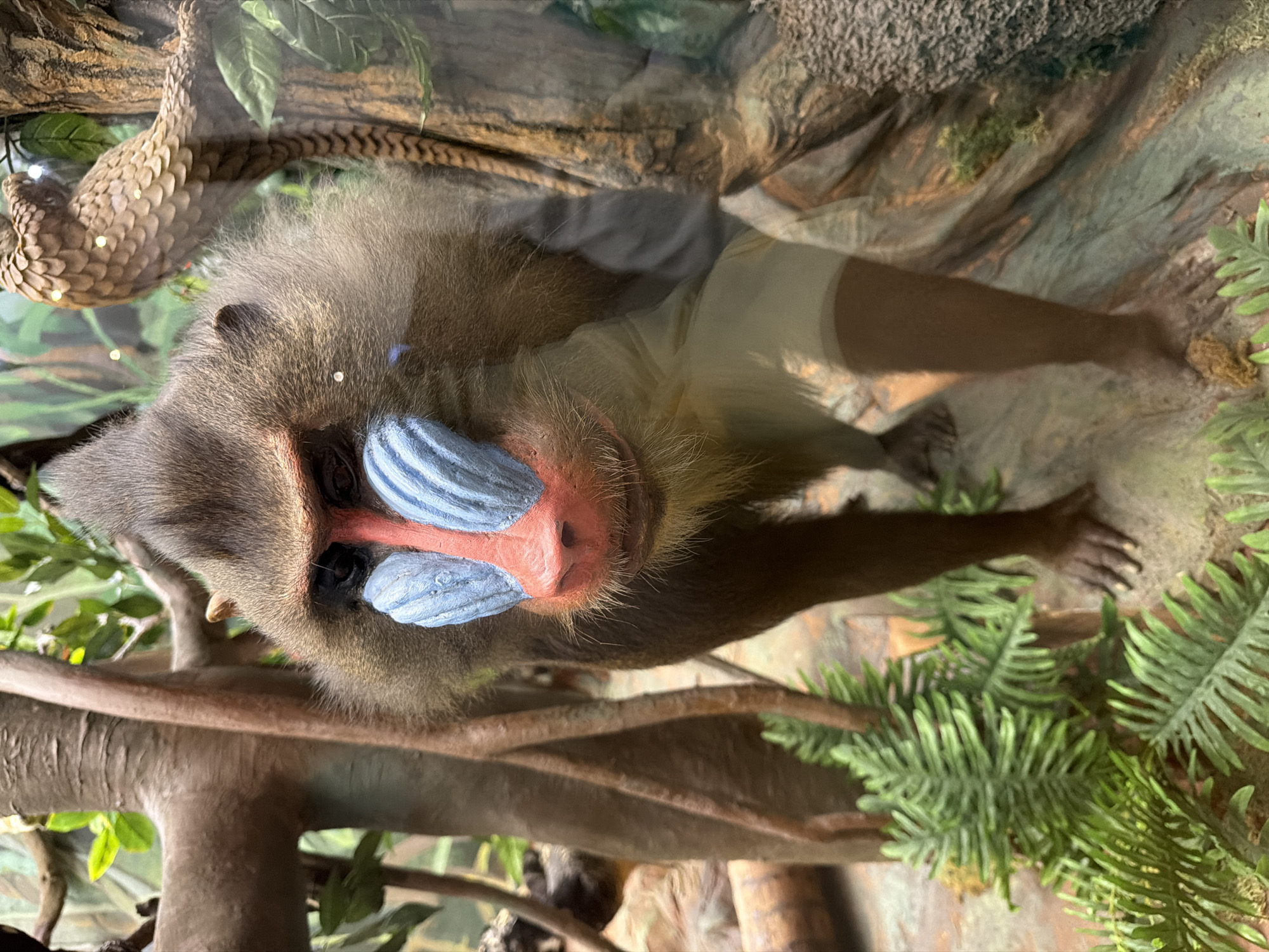 A mandrill is resting on a tree branch in an exhibit. The mandrill's face is the most prominent feature, with its bright blue ridges on its cheeks and a pink nose. The mandrill has dark fur with some lighter brown fur around its face and body. Its body is mostly obscured by its resting position and the foliage. Visible parts of its body include its arms and legs, which are dark brown.
The mandrill is positioned on a thick, brown branch that is part of a simulated natural environment. The background consists of a rock formation with patches of green moss and ferns. The lighting appears to be artificial, typical of a zoo or wildlife park exhibit. There are reflections on the surface in front of the mandrill, suggesting it is behind glass. A pangolin is visible hanging from a branch in the upper left corner of the image. The mandrill appears relaxed and is looking towards the camera. There is no text visible in the image.