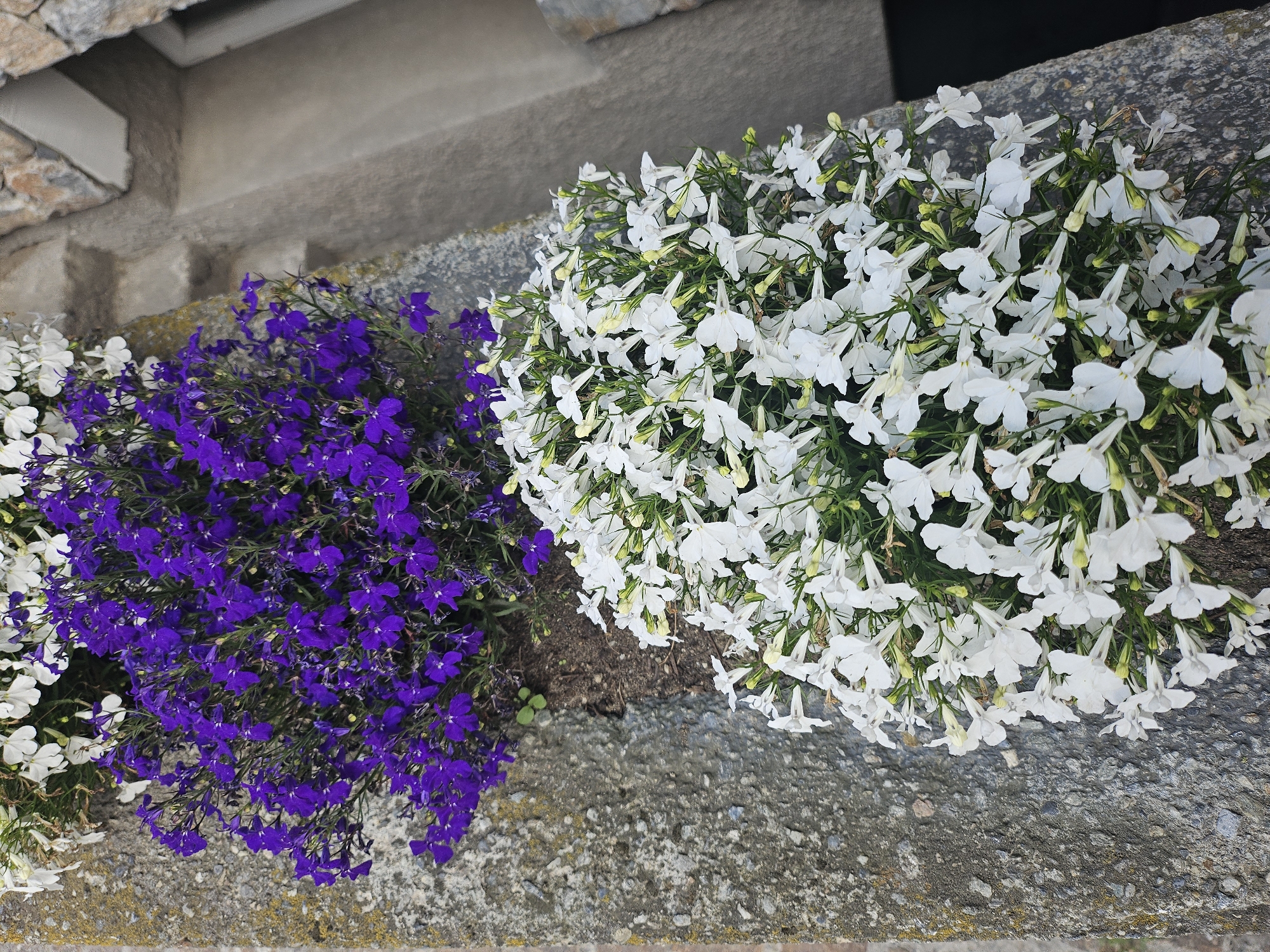 The image shows a close-up view of two planters filled with flowers, placed along a textured concrete wall. The upper planter contains vibrant purple lobelia flowers, while the lower planter is filled with white lobelia flowers. The flowers are densely packed and appear healthy. The concrete wall is rough and weathered, with some patches of moss or lichen. To the right of the planters, a portion of a stone structure and a dark opening are visible, possibly an entrance or pathway. The scene appears to be outdoors, likely in a residential or public garden area. The flowers are the primary subjects of the image, drawing the viewer's attention with their contrasting colors and abundant blooms. The location is the city of Livigno, Italy, an alpine town known for its natural beauty and outdoor activities.