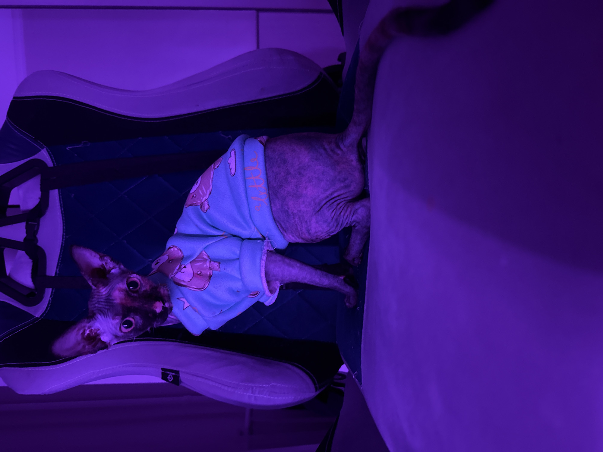 A hairless cat wearing a light blue sweater with cartoon figures is sitting on a gaming chair. The scene is illuminated by a bright purple light. The location is unknown.