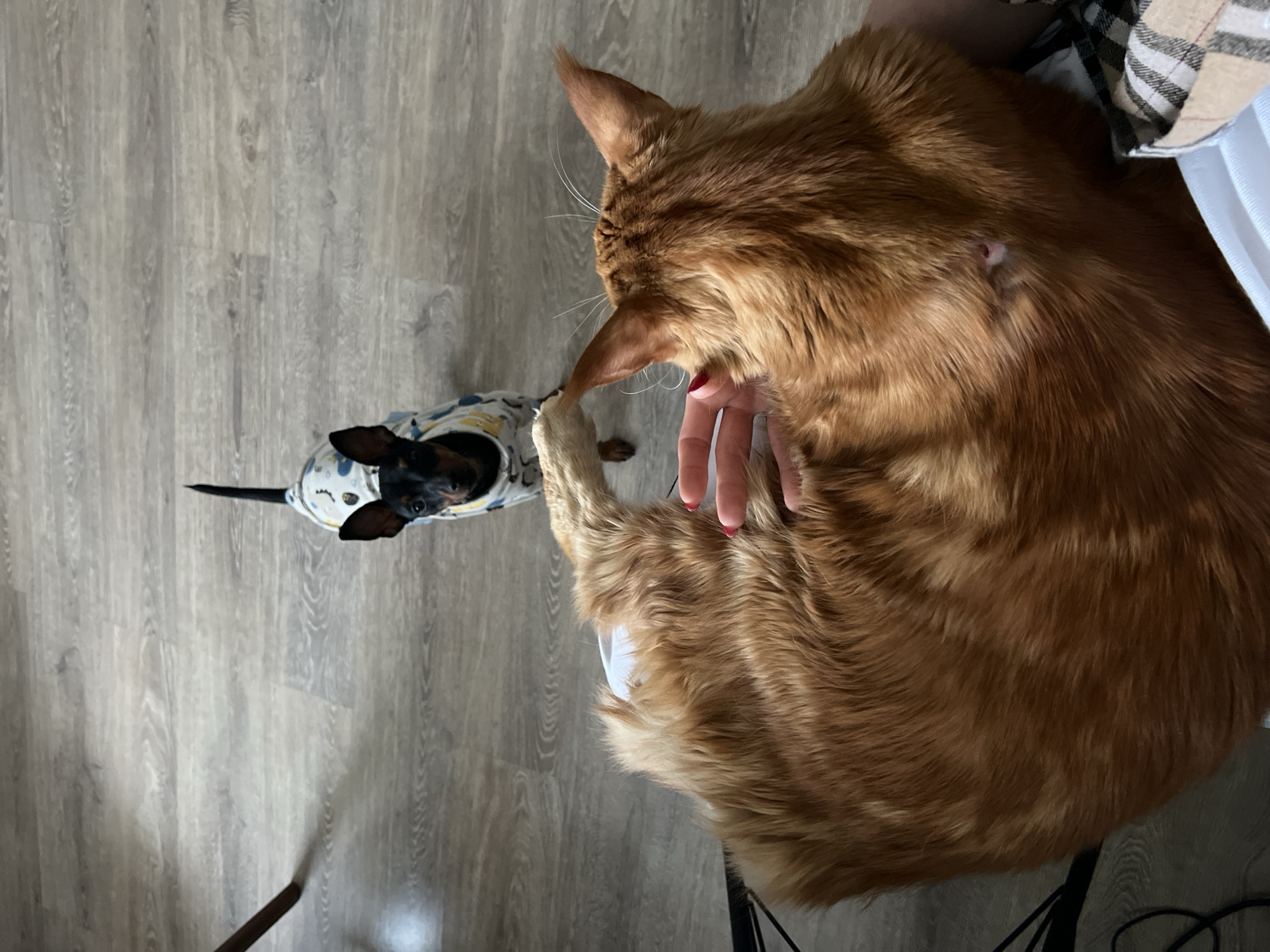 A high-angle shot shows a small, short-haired, black-and-tan dachshund in a patterned shirt looking up at a large, orange cat that is being petted by a hand with red nail polish. The cat's fur is long and dense. The scene is set on a wood-look floor. The location is not discernible.