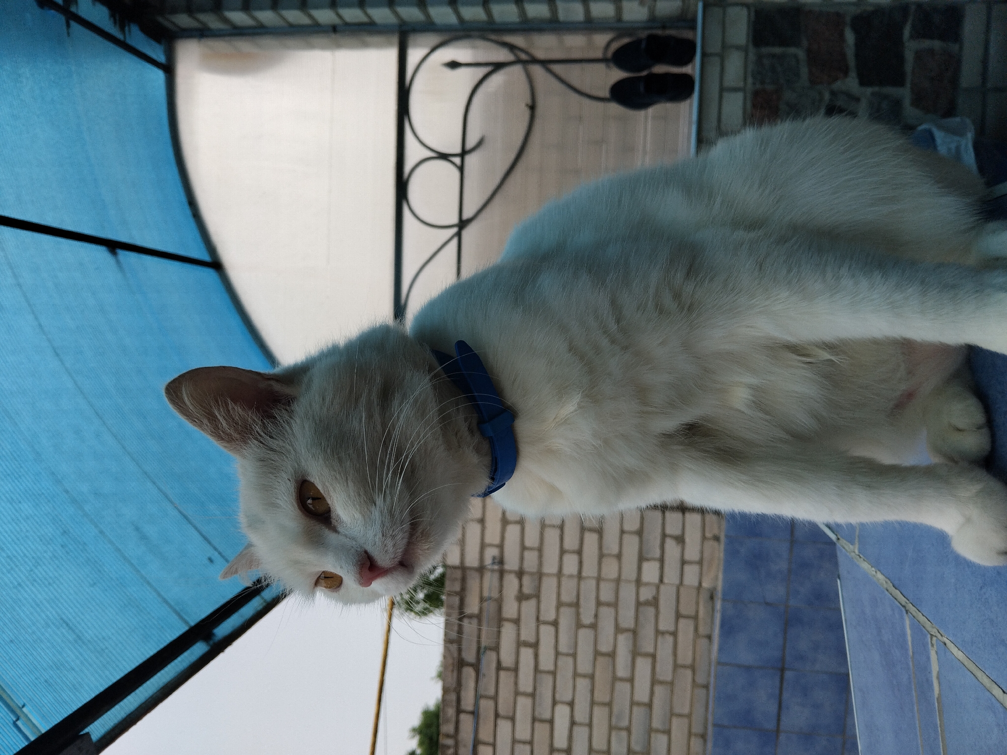 A white cat with yellow eyes and a blue collar sits outdoors under a blue awning. The cat is positioned on a tiled surface, with a brick wall visible in the background. A wrought-iron fence with decorative elements is also present. Two black shoes are hanging on the fence. The scene appears to be in a residential area in Zhytomyr, Ukraine.