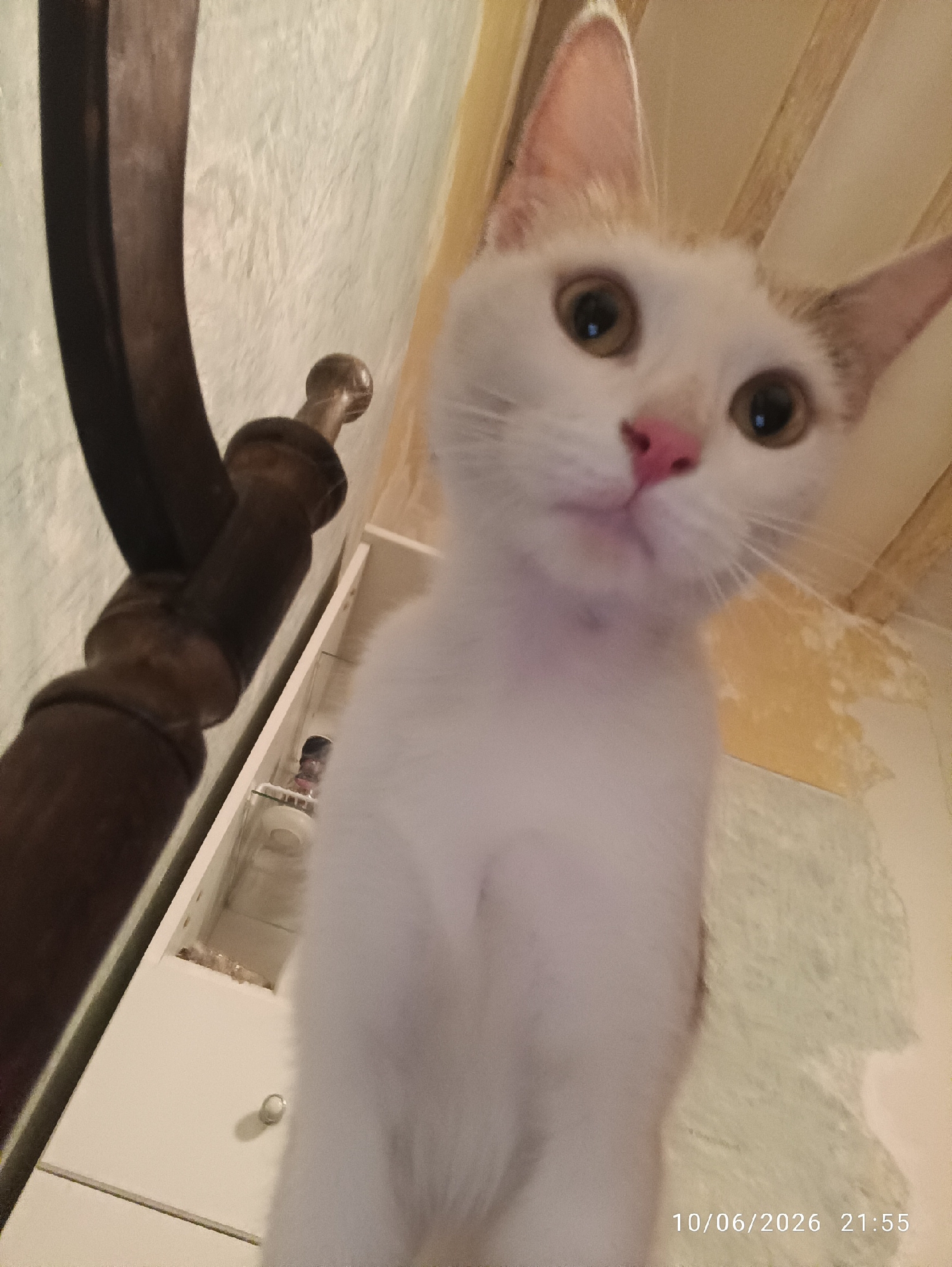 The image is a close-up, low-angle shot of a white and ginger cat looking directly at the camera. The cat's eyes are wide and its nose is pink. The background is a textured wall with some peeling paint, and a wooden bedpost is visible on the left. A dresser or cabinet is also present on the right. The timestamp "10/06/2026 21:55" is visible in the bottom right corner. The scene appears to be indoors, likely in a bedroom or living area. There is no indication of the specific location within Viadana, Italy.