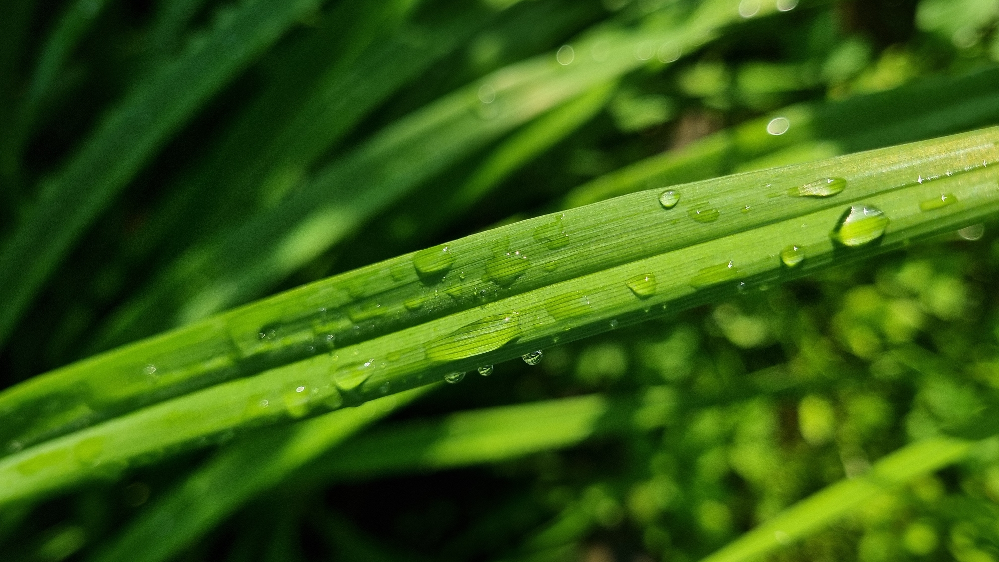 A close-up macro photograph captures blades of bright green grass, some with visible water droplets, after a rain. The background consists of more blurred green grass and foliage, creating a shallow depth of field. The image was taken in a garden or park in Vysokoe, Russia. There are no people or specific actions depicted.