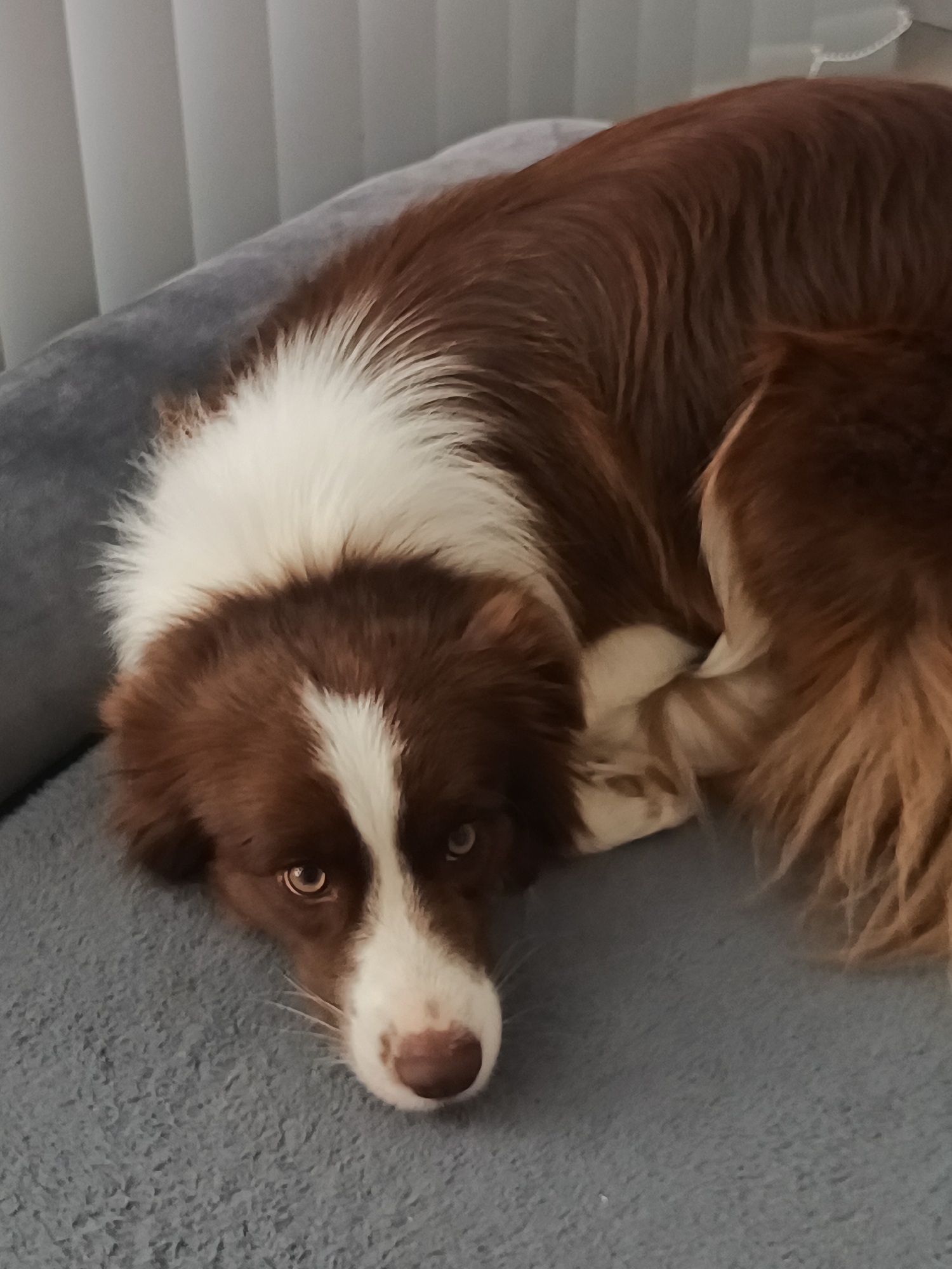 A brown and white border collie is lying on a gray, plush dog bed. The dog is facing the camera. The background is out of focus. The location is unknown and not evident in the picture, therefore the city of Baan Hin Kong, Thailand cannot be determined.