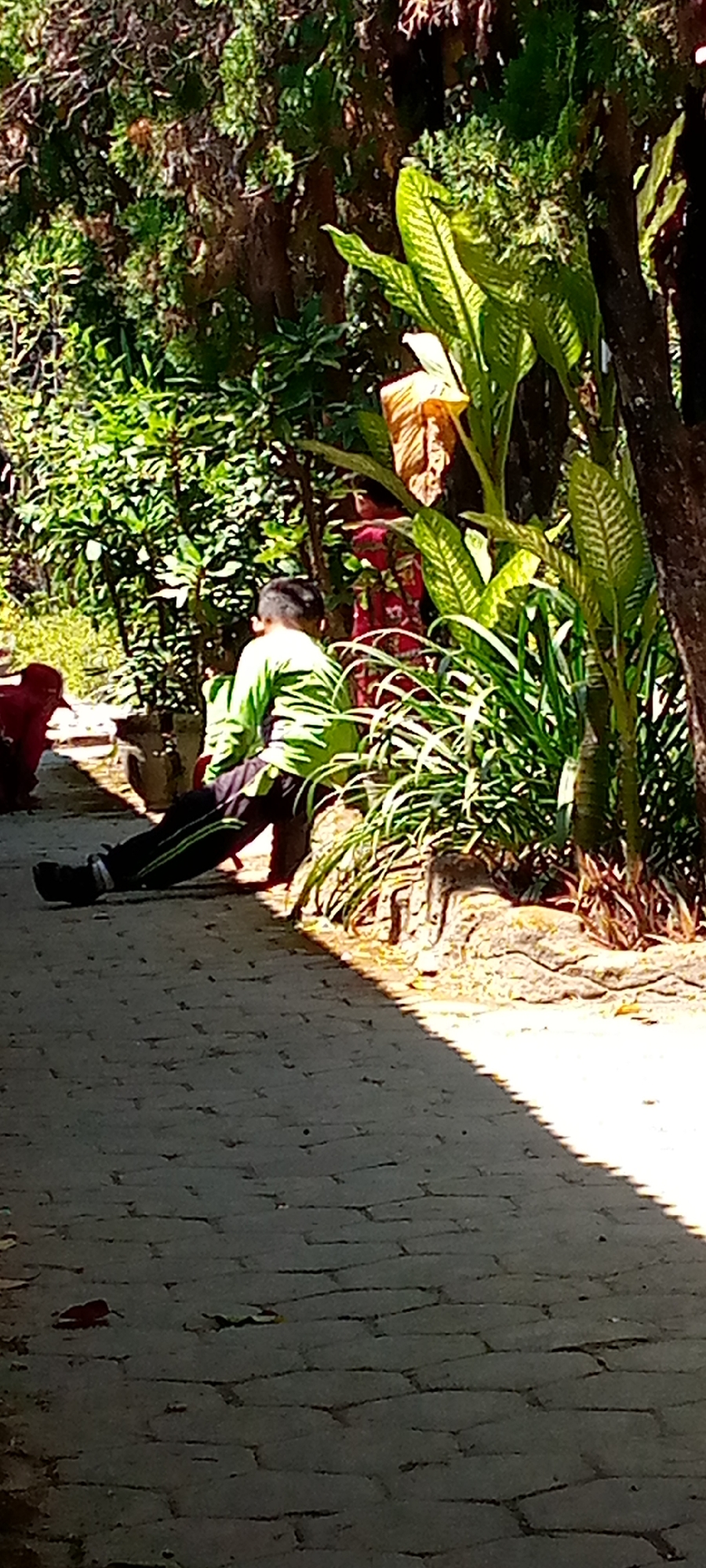In Pacing, Indonesia, a person is captured in a low-angle shot from the side, facing away from the camera. The individual, wearing a lime green long-sleeved shirt with black pants featuring two parallel green stripes, is in a push-up position. Their body is extended horizontally, with their hands on the paved ground. Sunlight casts a sharp shadow across the cobblestone pathway, creating a stark contrast between illuminated and shaded areas. Lush green foliage and trees surround the scene, suggesting an outdoor setting, possibly a garden or park. Another person, partially visible in the background wearing a red and white patterned garment, stands amongst the dense greenery. The overall impression is a moment of physical activity set against a vibrant natural backdrop.