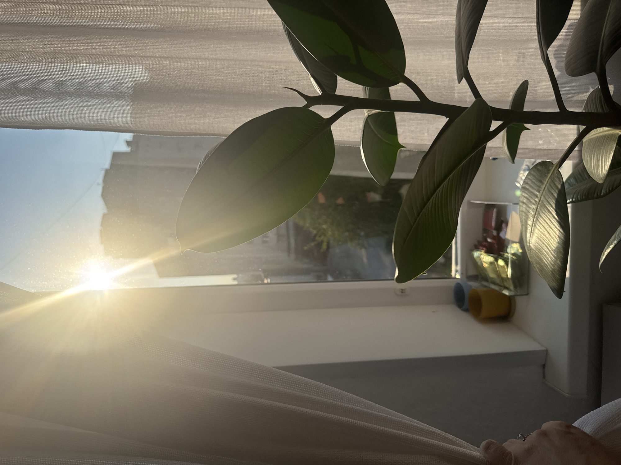 The image depicts a windowsill bathed in the warm glow of the sun, suggesting it was taken in Ufa, Russia, during a time of day when the sun is low on the horizon. A large, healthy rubber plant with dark green, glossy leaves dominates the foreground, its stem and branches reaching upwards. Sunlight streams through the window, casting a bright lens flare and illuminating the leaves, highlighting their veins and contours.
To the left, a sheer white curtain is partially pulled back, revealing a glimpse of a hand with a ring on its finger, implying someone is adjusting the curtain. On the windowsill, several objects are visible: a yellow cup, a blue cup, and a glass container holding what appears to be a plant seedling or small cuttings, possibly a propagation setup.
Beyond the windowsill and through the windowpane, an urban landscape is visible. The blurred shapes of apartment buildings under a clear blue sky suggest a residential area. The scene conveys a sense of domestic tranquility and the beauty of natural light interacting with indoor flora. The overall impression is one of a peaceful, sunlit moment captured within an apartment setting.