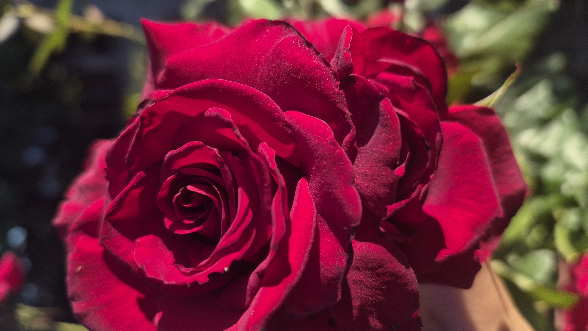 A close-up, low-angle shot showcases the intricate details of a deep red rose in full bloom. The rose's petals are velvety and layered, with soft shadows and highlights accentuating their curves. The center of the rose reveals a tightly furled spiral. The background is softly blurred, with hints of green foliage and a dark, out-of-focus area that suggests a garden setting. There is no indication of the city of Visoca, Moldova, or any people or specific actions within the frame.