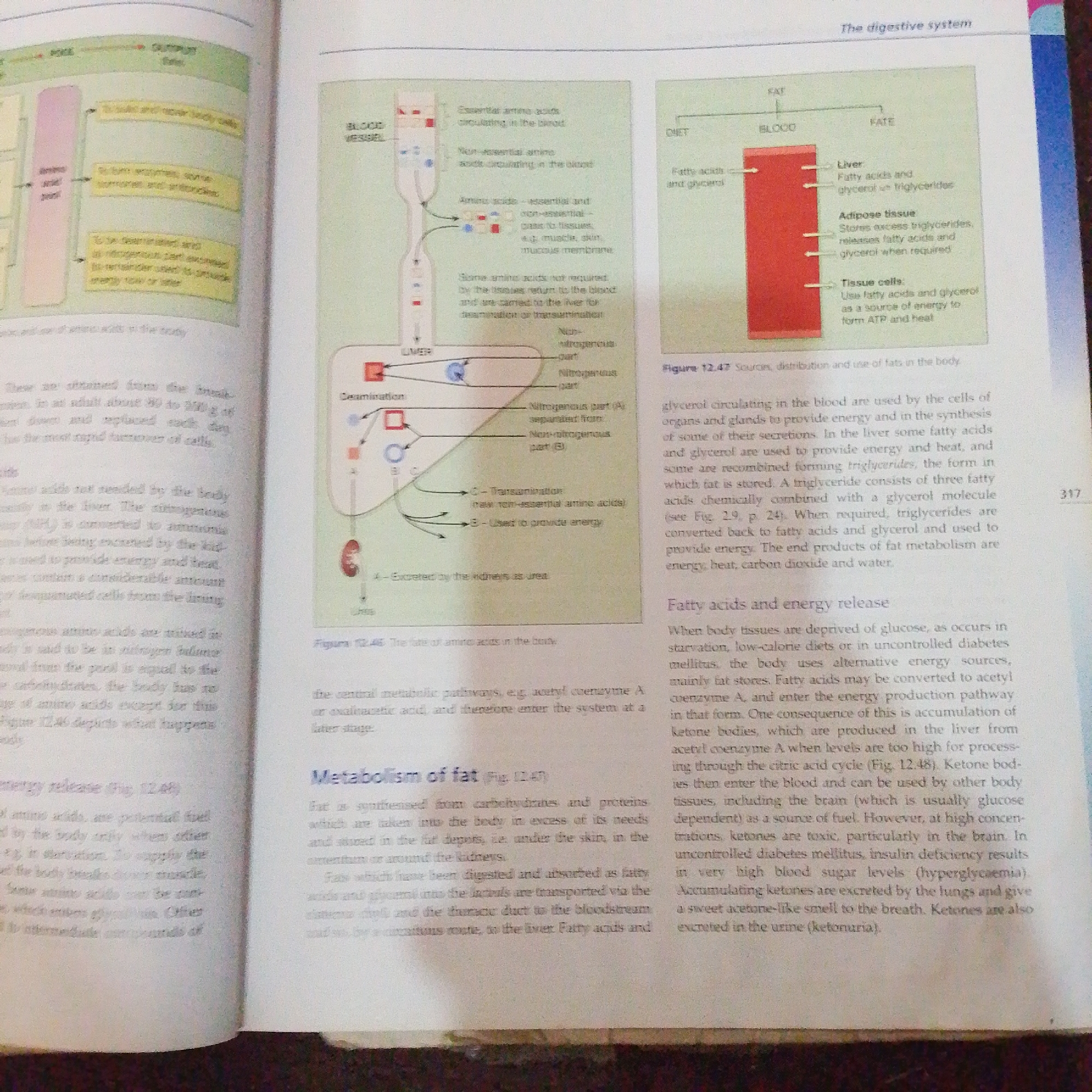The image displays two diagrams from a biology textbook. The left diagram illustrates the fate of amino acids in the body, showing their circulation in the blood, their use by tissues, and their processing in the liver, including deamination. The right diagram depicts the sources, distribution, and utilization of fats in the body, illustrating how dietary fats are broken down, transported, and used by the liver, adipose tissue, and tissue cells for energy production and storage. The text discusses the metabolism of amino acids and fats, including their roles in energy release and their processing under conditions like starvation and diabetes. The page number "317" is visible on the right side of the image. There is no information in the image that relates to the city of Jalingo, Nigeria.