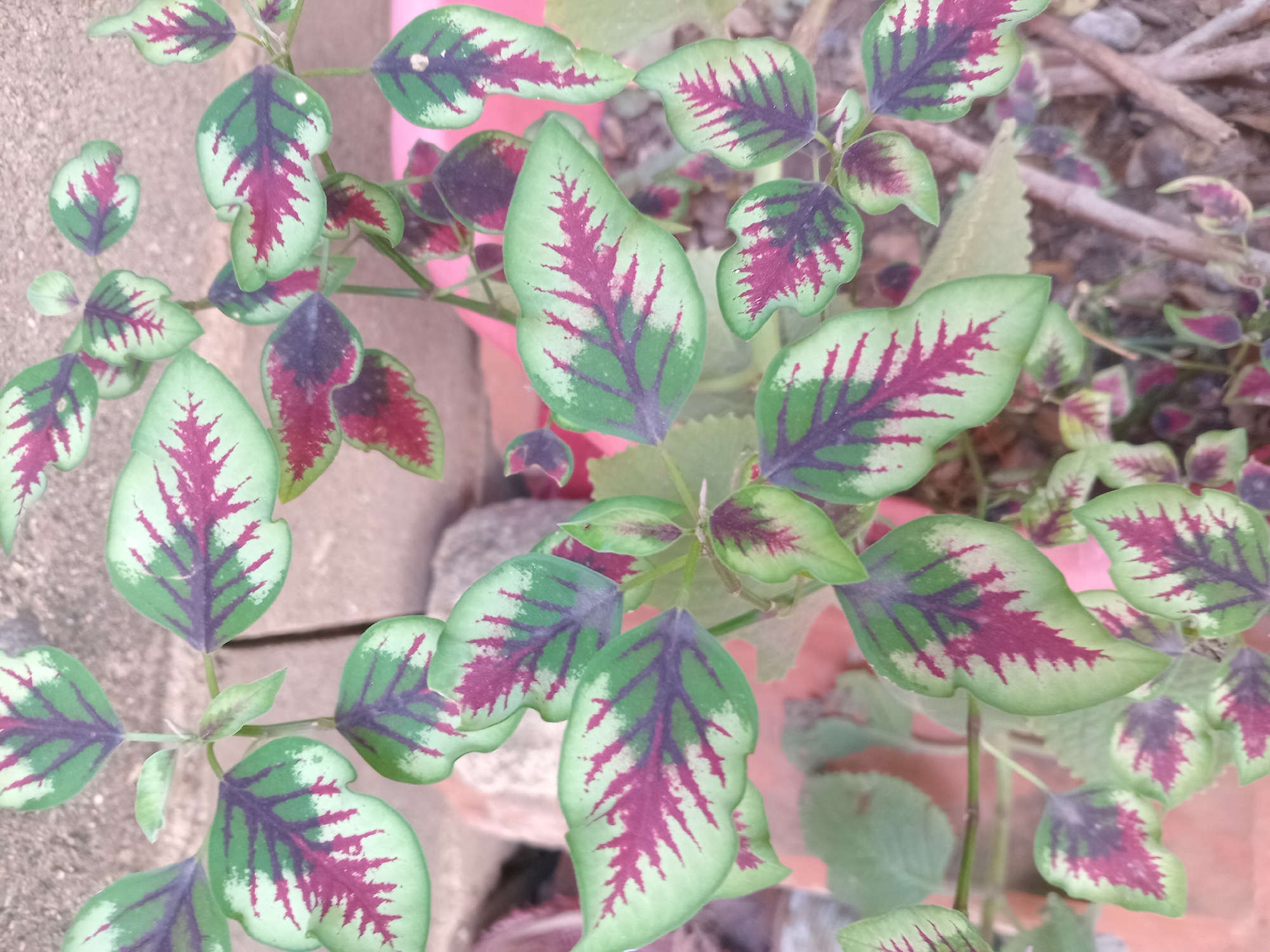 The image shows a close-up view of a plant with vibrant green leaves edged with a lighter green and featuring striking burgundy-red, feather-like patterns along the veins. The leaves are arranged on thin stems. The background consists of rough, greyish-brown textured surfaces, possibly concrete or stone, and a pink surface that may be a planter or a wall. The lighting suggests an outdoor setting, likely in daylight. The location is identified as Juan Griego, Venezuela. There are no people or animals visible in the image, and the focus is entirely on the foliage. The scene is static and still.