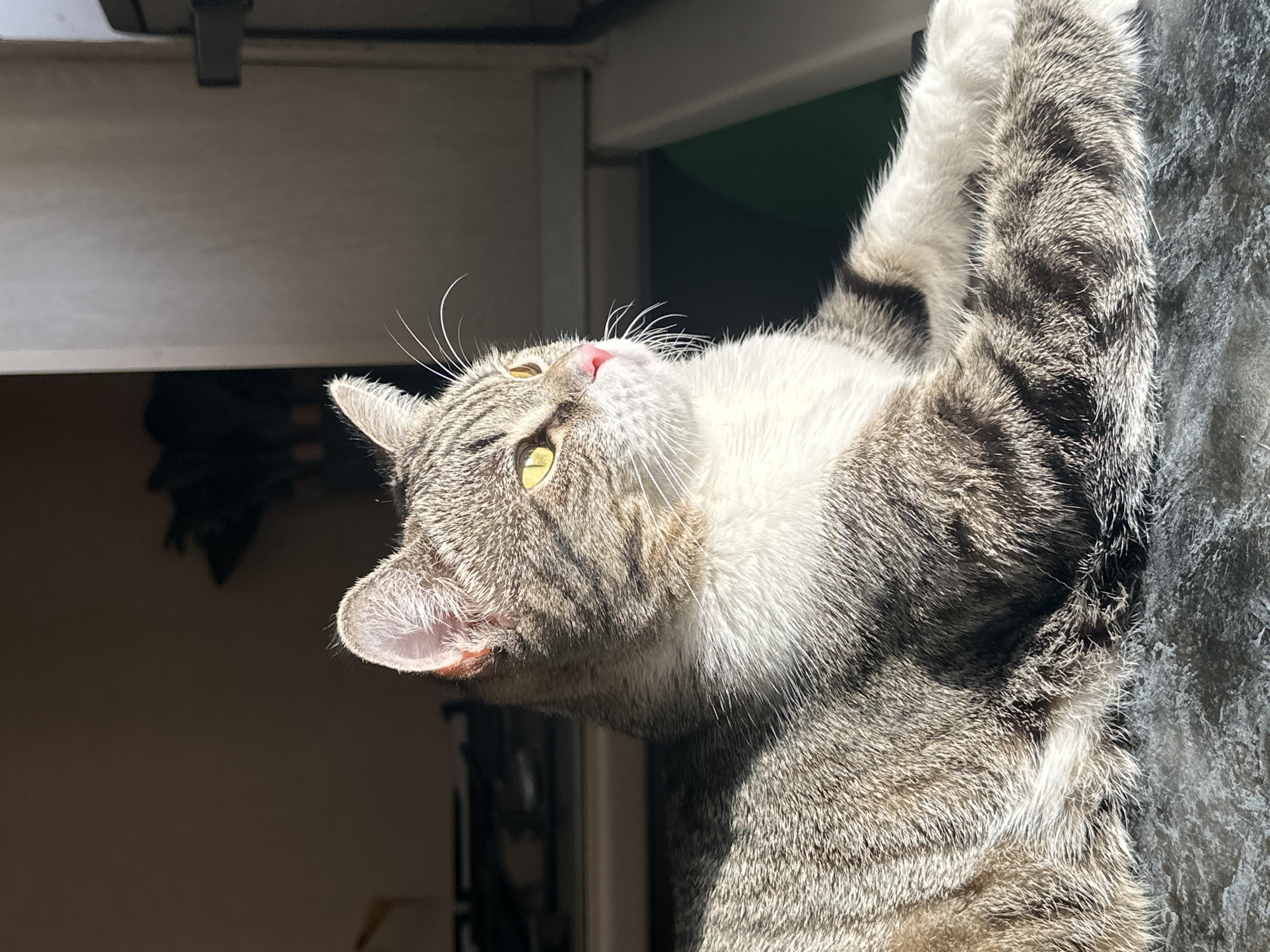 A cat is lying on its side, looking upwards and to the left of the frame. The cat is gray and white with tabby stripes. The background appears to be indoors, with a partially visible window frame and dark interior. There is no indication of this image being from Chaikovsky, Russia.