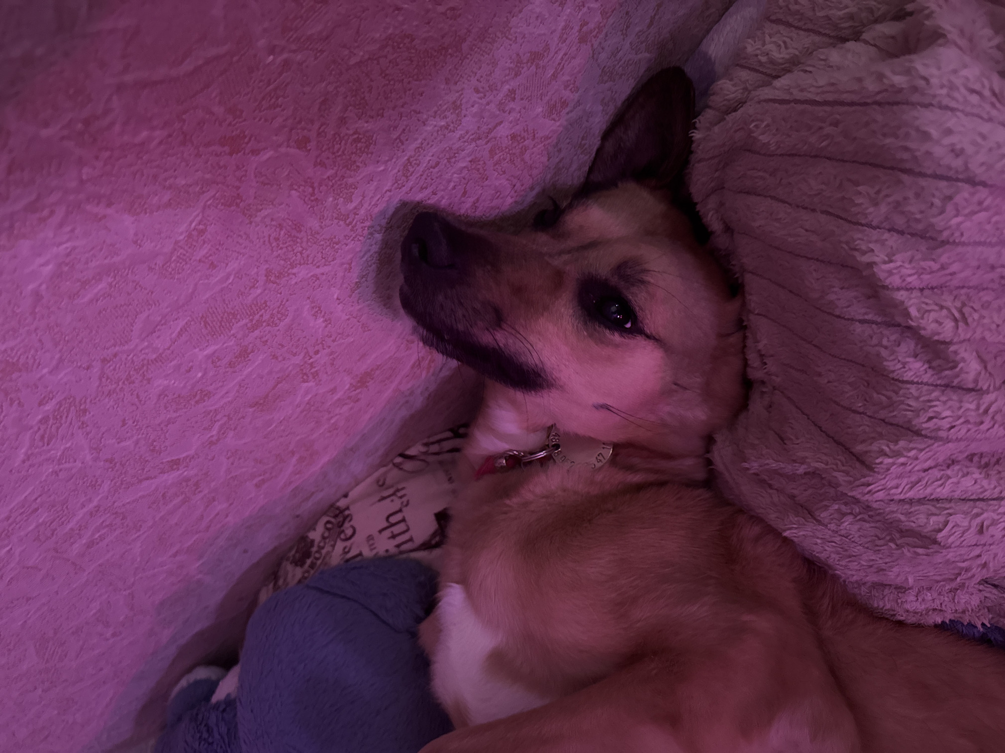 A dog with tan and white fur is lying on its side, appearing to be asleep. The dog is wearing a pink collar with a tag. The scene is dimly lit with a purple hue, possibly from colored lighting. The dog is resting on soft bedding. In the background, a textured surface, possibly a wall or fabric, is visible. The overall impression is one of a comfortable, indoor setting. The location is stated to be in Pudomyagi, Russia.