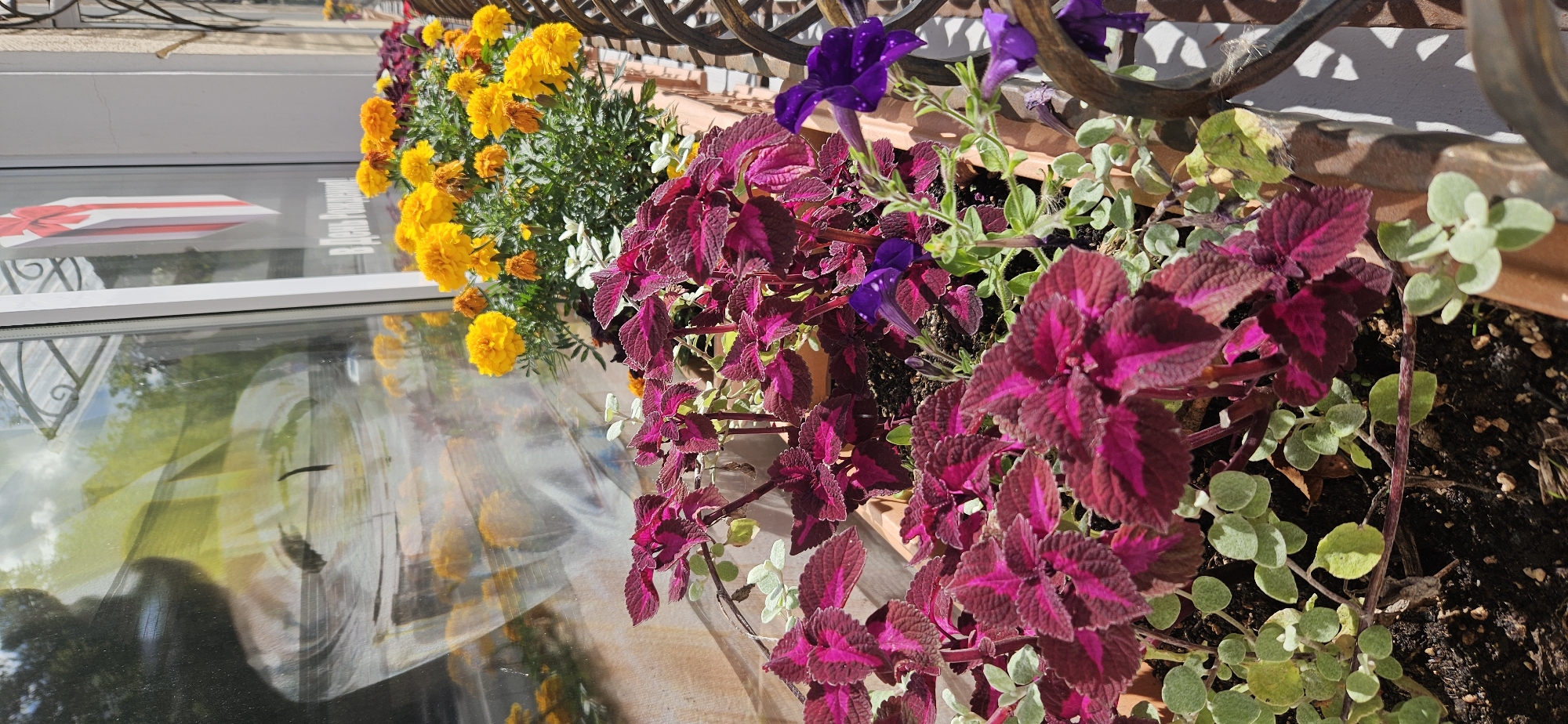 The image captures a close-up view of a window planter box filled with a variety of plants, including vibrant purple coleus with intricate leaf patterns and bright yellow marigolds. The planter is positioned in front of a window, which reflects the surrounding environment. A blurred image of a gift box with a red ribbon is visible in the reflection, along with green foliage from trees. The window frame is white, and a metal railing with a decorative scroll pattern runs along the right side of the planter. The overall impression is one of urban greenery and a display of flowers, possibly outside a shop or residential building in Vitsebsk, Belarus.