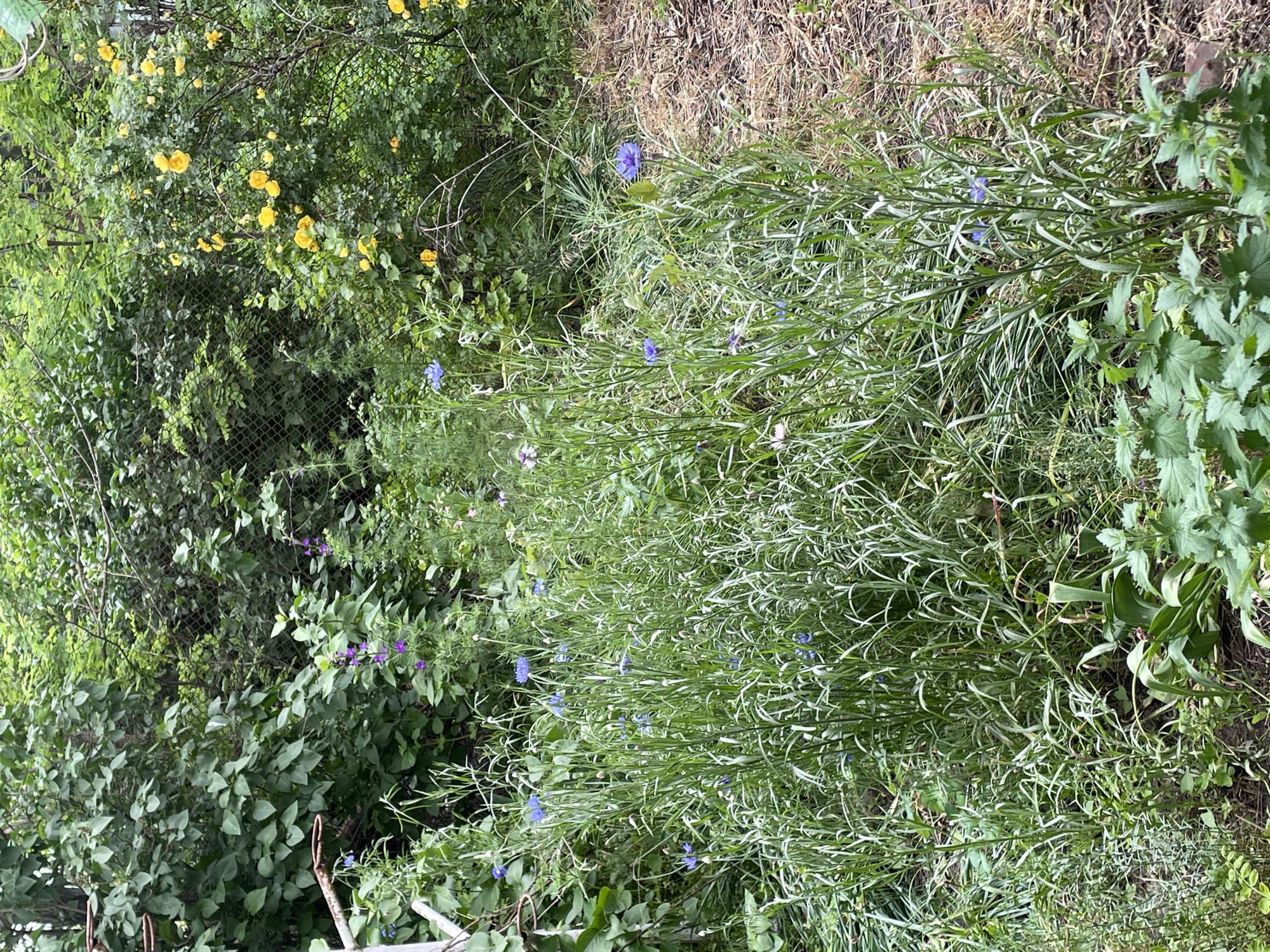 The media file presents an outdoor scene dominated by lush vegetation, appearing to be a garden or an overgrown natural border. In the upper left quadrant, a dense green bush is adorned with numerous small, bright yellow flowers, possibly roses, clustered together. Partially visible behind this flowering bush is a chain-link fence.
Stretching from the middle of the frame towards the right, and occupying a significant portion of the image, is a growth of slender, grass-like green plants. Interspersed within this foliage are several small, striking blue-to-purple flowers, resembling cornflowers or chicory. The upper right section of the image shows dried, light brown grass and weeds, contrasting with the vibrant green plants.
Other green foliage, including plants with broader leaves, fills the lower left and right areas of the frame. Faint metal structures or rods are discernible in the lower left corner. The lighting suggests it is daytime, with no strong shadows, indicating either an overcast sky or a shot taken during the softer light of morning or late afternoon. No individuals, animals, or specific activities are depicted. There is no visible text in the image. The setting is a natural landscape, consistent with the specified location context of Zelenyi Hai, Ukraine, though no direct visual cues within the image confirm this location.
