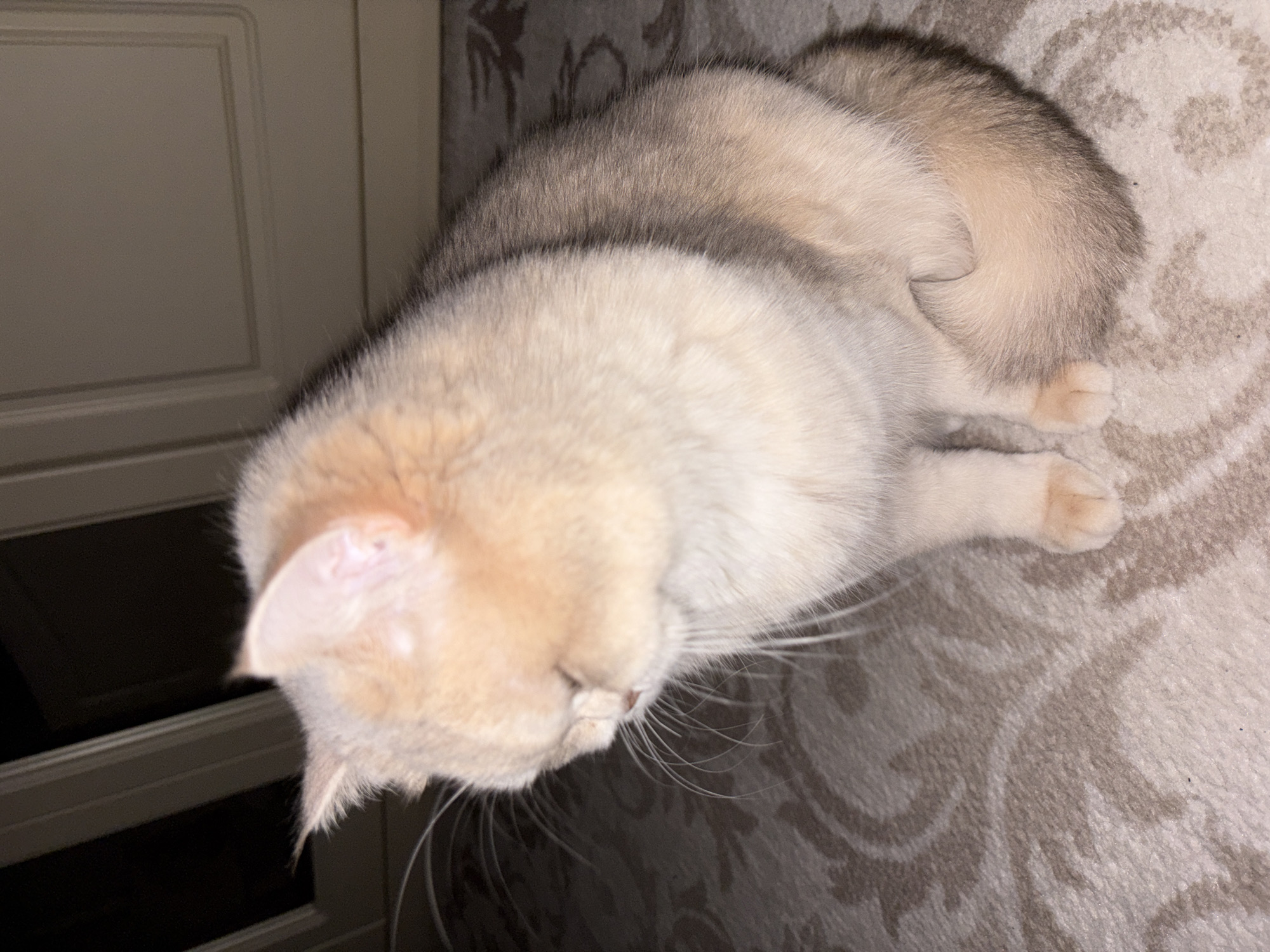A light-colored cat is lying on a patterned carpet indoors. The cat's head is in the lower left of the frame, and its body curves towards the upper right corner. A door with a framed panel is visible in the upper left of the frame. The location is not possible to determine.
