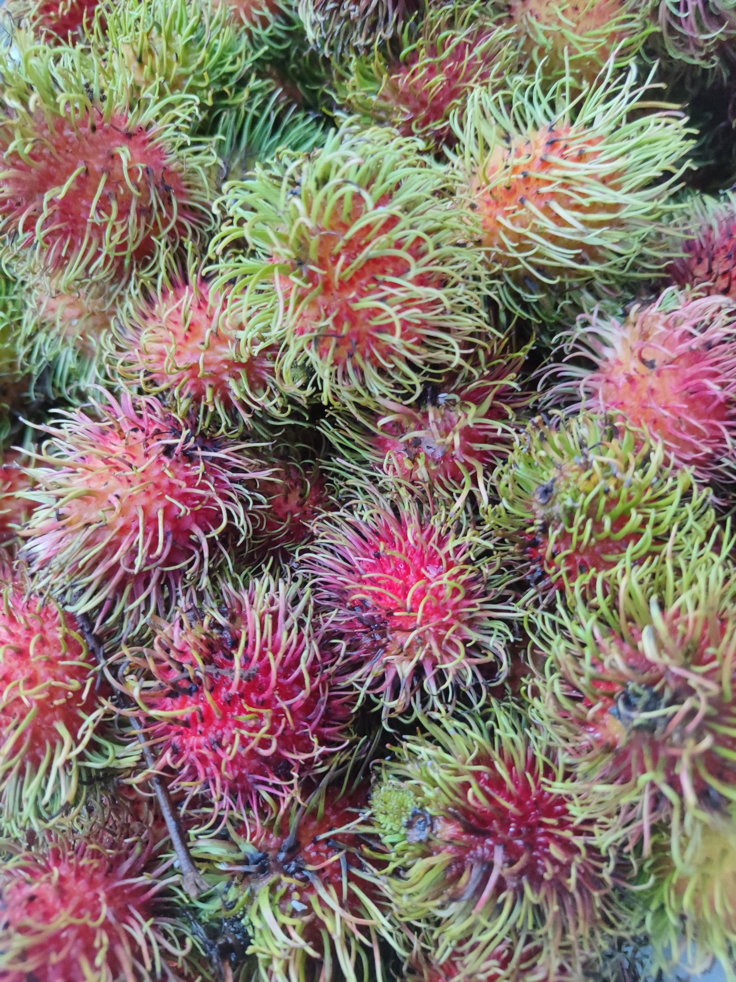 The image shows a close-up, overhead view of a pile of rambutan fruits. The rambutans are mostly red and pink, with some greenish-yellow fleshy spines covering their surfaces. The fruits are tightly packed together, filling the entire frame of the image. There is no visible background or environmental context within the city of Nha Trang Ward, Vietnam.