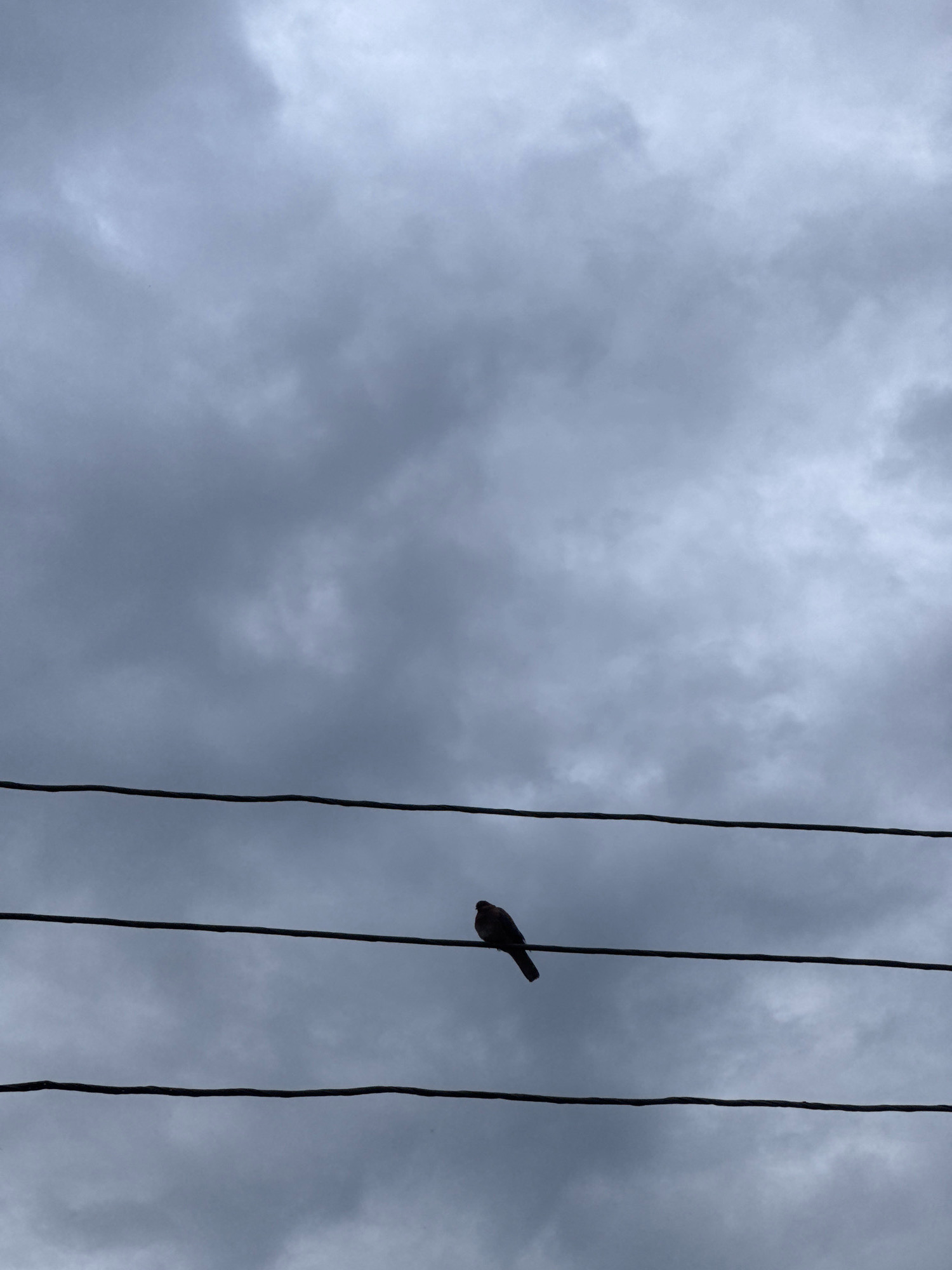 A bird is perched on a wire against a cloudy sky. The bird is dark brown and facing to the left, with its tail feathers slightly fanned out. The wire it is sitting on is horizontal and black, and it is one of three parallel wires visible in the image. The sky is filled with heavy, dark gray clouds, suggesting an overcast or stormy day. The image appears to be taken from a low angle, looking up at the wires and the bird. There are no other discernible objects or people in the scene.