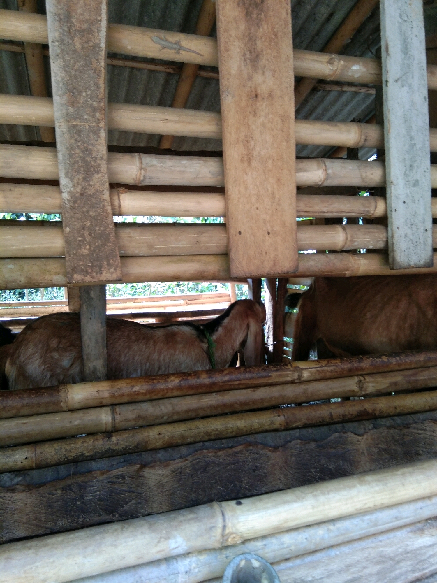 In Karangsambung, Indonesia, a close-up, eye-level shot shows two goats inside a simple, open-sided enclosure constructed primarily of bamboo poles and wooden planks. The enclosure has a corrugated metal roof. The goat on the left is seen from its hindquarters, with its hind legs and tail visible, and its brown and black fur. The goat on the right is a larger, brown goat, its head not fully visible. Both goats are facing into the enclosure. The bamboo poles create horizontal bars for the enclosure walls, with some vertical wooden posts supporting the structure. The lighting is natural and appears to be daytime. The overall impression is a rustic, agricultural setting.