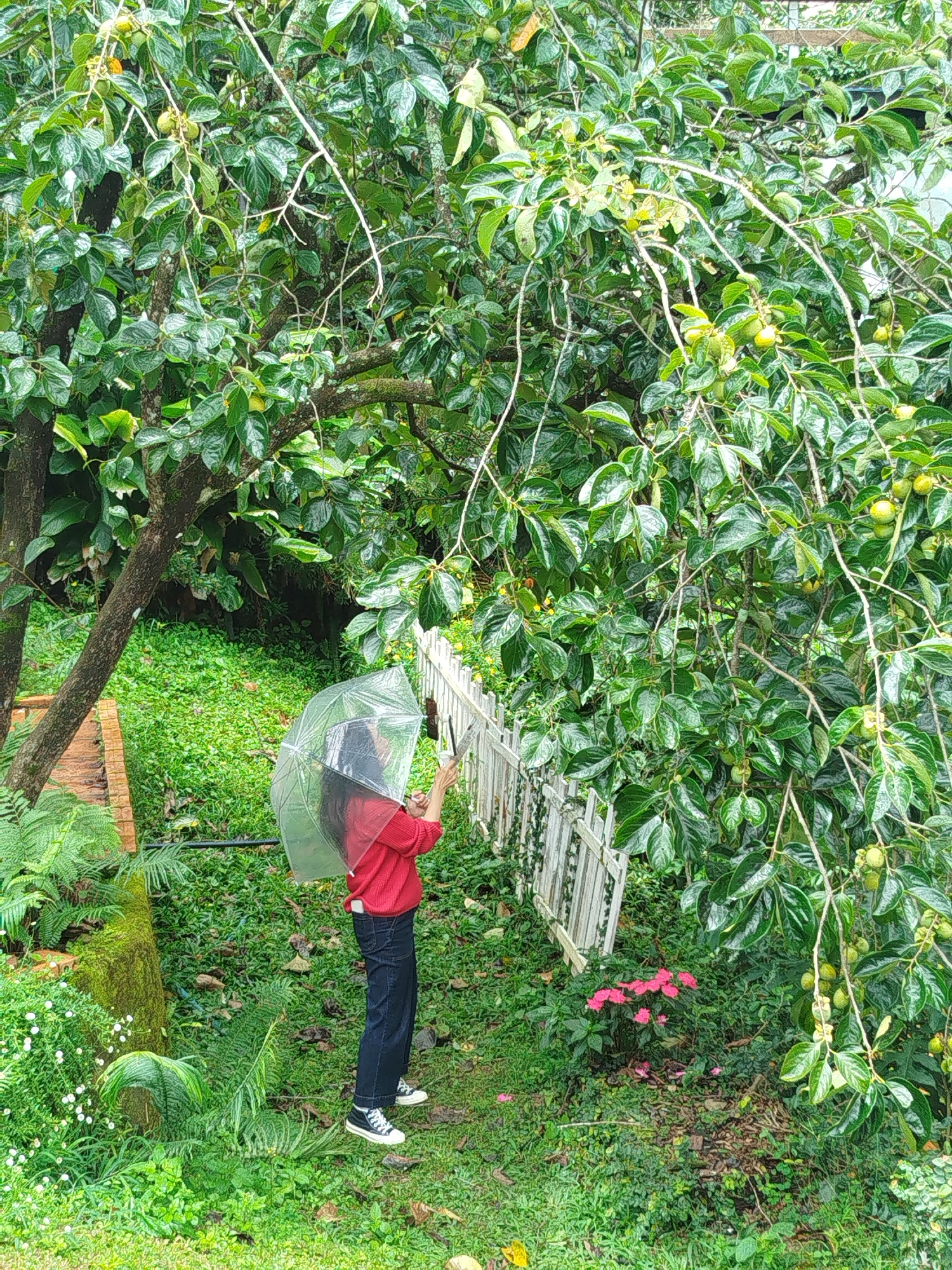 A young woman stands under a persimmon tree, holding a transparent umbrella, in a garden setting. She is wearing a red long-sleeved shirt, dark blue jeans, and black sneakers. The persimmon tree has numerous green fruits and lush foliage. A white wooden fence is visible behind her. The ground is covered with green grass and various plants. The scene appears to be in the city of Da Lat, Vietnam, a location known for its temperate climate and abundant gardens, likely during a light rain shower.
