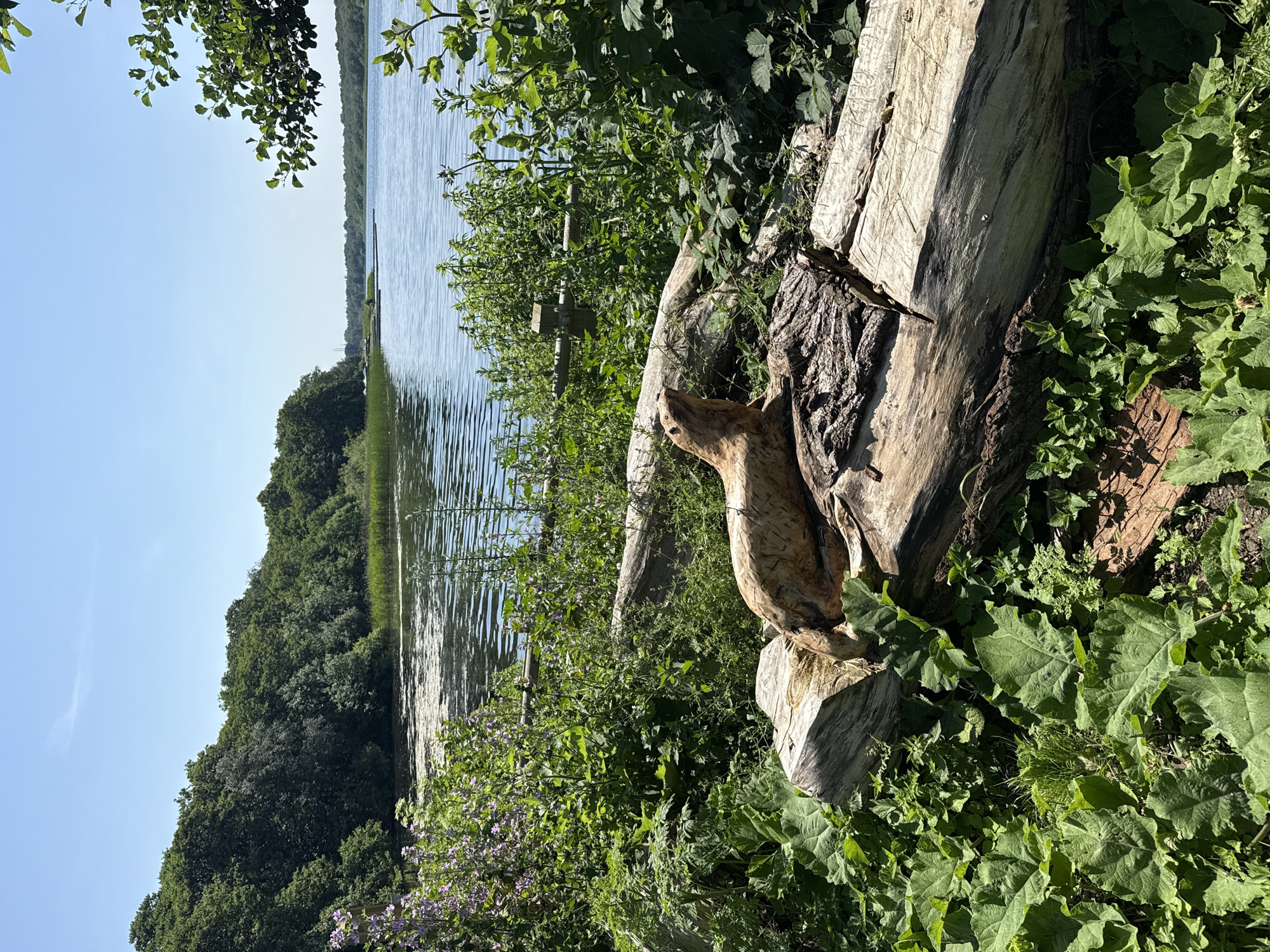 This is a vertical, outdoor, full-shot photograph taken on a sunny day. The scene is a natural setting by a body of water, possibly a lake or slow-moving river. Lush green foliage dominates the foreground and middle ground, with large, broad leaves of plants and smaller leafy bushes creating a dense undergrowth.
In the foreground, to the right, is a large, weathered, fallen tree trunk that has been carved into a sculpture of a dog, or perhaps a seal, in a sitting or resting pose. The wood is aged and textured, showing the grain and bark. The sculpture is partially obscured by the surrounding plants.
The body of water extends into the middle ground, appearing calm with gentle ripples reflecting the blue sky and surrounding trees. The far bank of the water is lined with a dense forest of dark green trees, creating a natural backdrop. The sky above is clear and a bright, pale blue, indicating a pleasant, sunny day. The light suggests it is likely late morning or early afternoon.
The location cues provided place this scene in Great Yarmouth, United Kingdom. The overall mood is peaceful and serene, highlighting the beauty of nature and the integration of art within it. There is no visible text in the image.