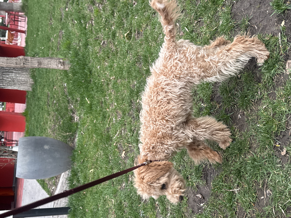 A light apricot-colored dog with curly, shaggy fur, consistent with a Goldendoodle or Cockapoo, walks across a grassy area in Yerevan, Armenia. The dog is positioned in profile, moving from left to right, with its head lowered, appearing to scan the ground. A dark brown leash is attached to a collar around its neck, extending upwards and out of frame, implying an unseen handler. The ground features green grass intermixed with patches of dark soil. In the mid-ground to the left, a large, grey, smooth, ovoid planter is visible. Further in the background, behind several tree trunks, are multiple distinct red architectural structures or panels, with faint indications of outdoor cafe seating, including tables and chairs, suggesting a public park or commercial pedestrian zone.