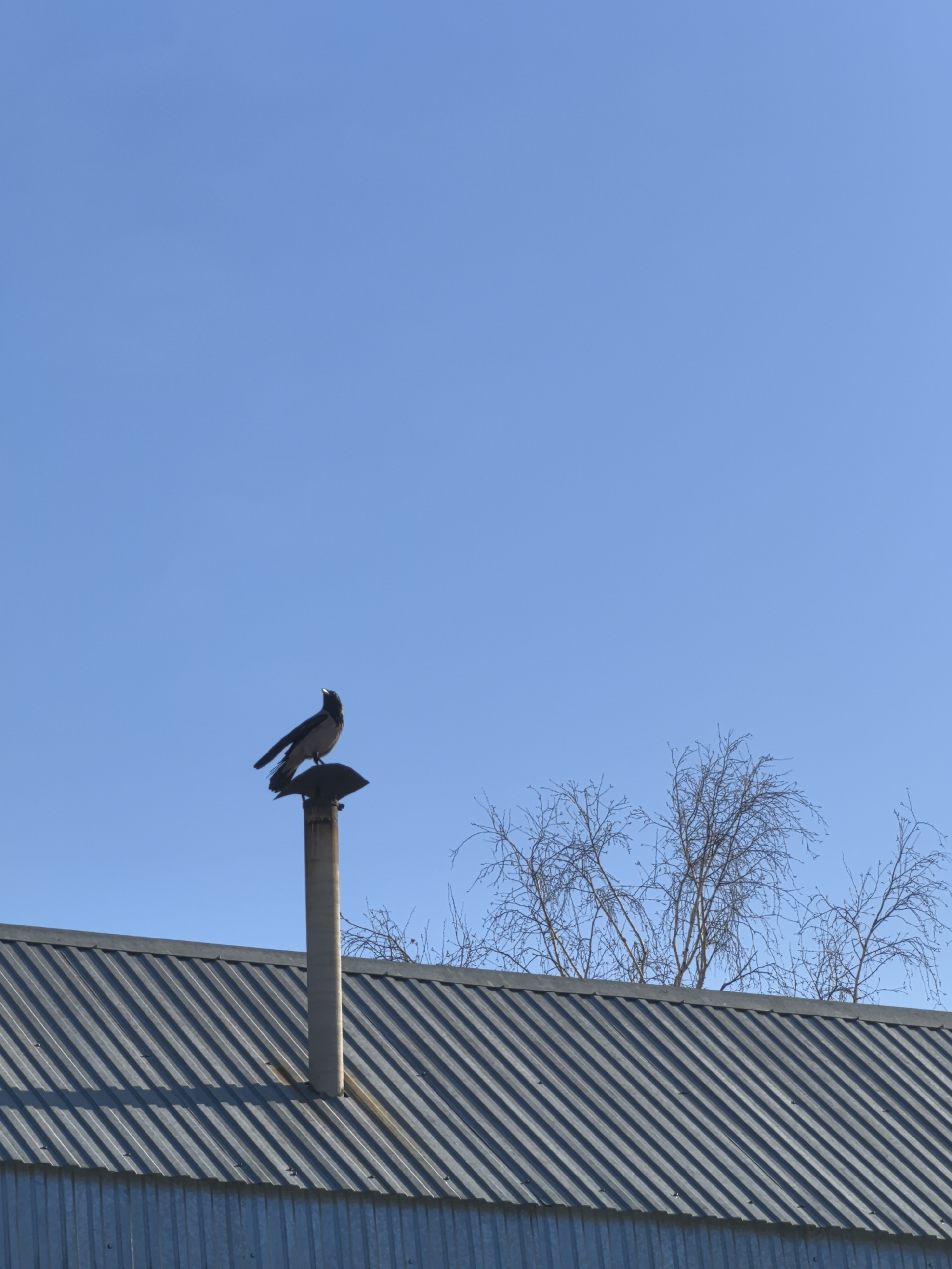 A medium-range shot, under a clear blue sky, reveals a crow perched atop a metal chimney extending from the roof of a low-rise building. The building appears to be covered in corrugated metal siding. The chimney, also metal, exhibits signs of weathering. Bare branches from a tree or bush are visible behind the roof, slightly off-center to the right. The scene gives no visual cues to confirm the location in Noviy, Russia.