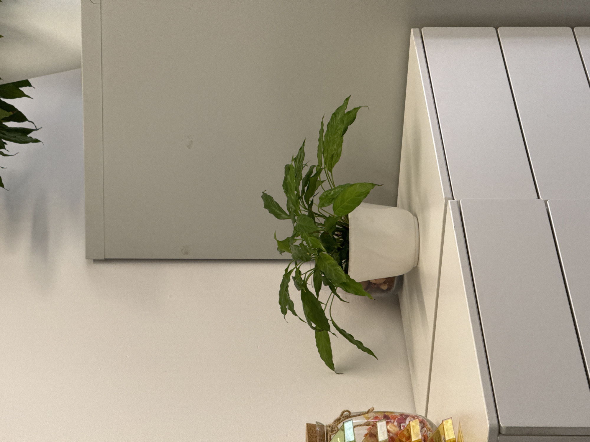 A green potted plant sits on a light-colored cabinet next to a white wall. The plant has dark green, elongated leaves and is in a white pot. To the left of the plant is a glass jar with a cork lid, filled with colorful objects. The cabinet has multiple drawers. The scene is indoors, with muted lighting. There is no information in the image that would indicate the location in the city of Łódź, Poland.