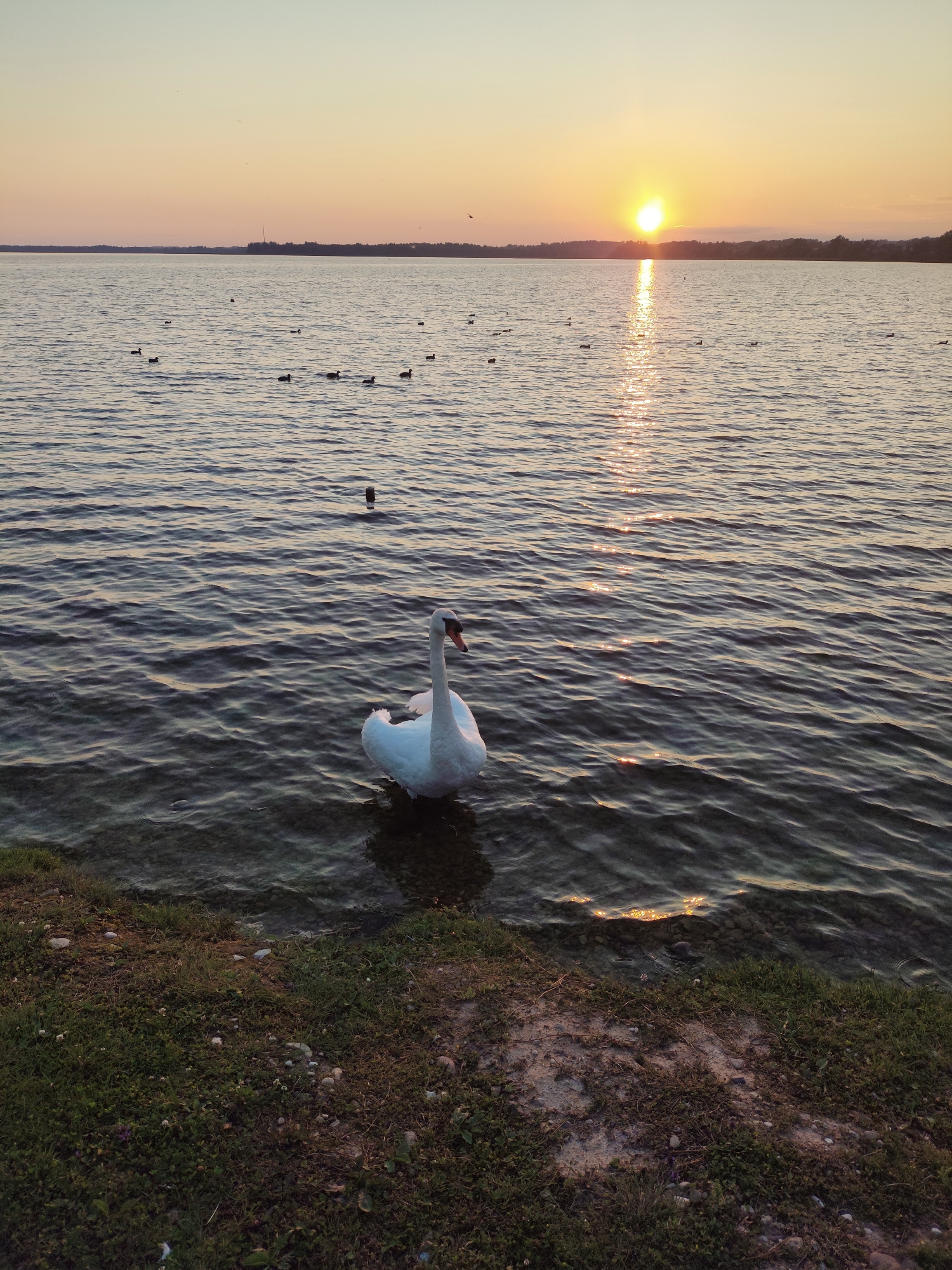 A swan stands in shallow water near the grassy shore of a lake during sunset. The sun is setting on the horizon, casting a golden glow on the water and sky. Several ducks are scattered across the lake, and the distant shoreline is lined with trees. The foreground shows a grassy bank with scattered stones.