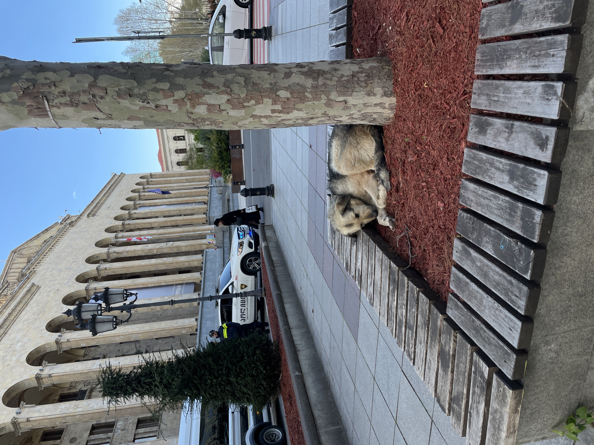 The image shows a public space in Tbilisi, Georgia, with a dog resting near a tree trunk. Adjacent to the dog is a wooden bench lined with reddish-brown mulch. In the background, there is a building with an arched facade, typical of Tbilisi's architecture, along with street lamps and what appears to be a police car. A police officer is visible standing near the vehicle, and pedestrians are passing by. The ground is paved with grey tiles, and a small evergreen tree is present.