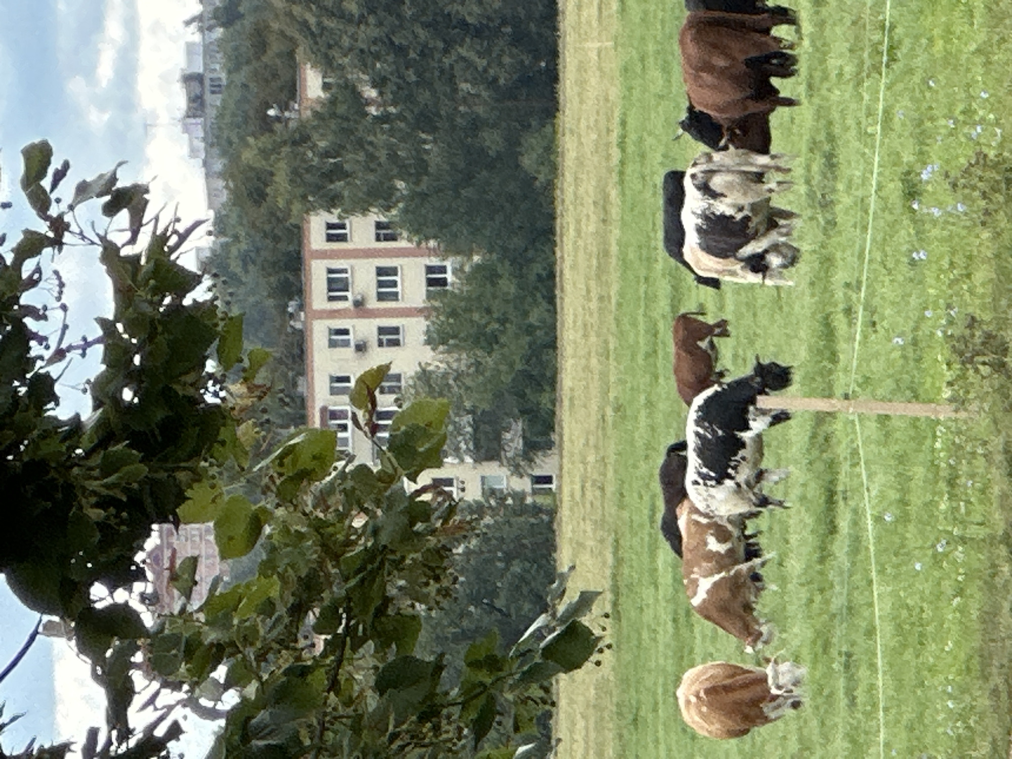 A herd of cattle grazes in a green field in Dubrovitsy, Russia. In the background, a multi-story building with numerous windows stands amidst trees. The sky is cloudy. A branch with green leaves hangs from the top left corner of the image, partially obscuring the view of the building. A thin wooden post stands in the foreground, likely part of a fence.