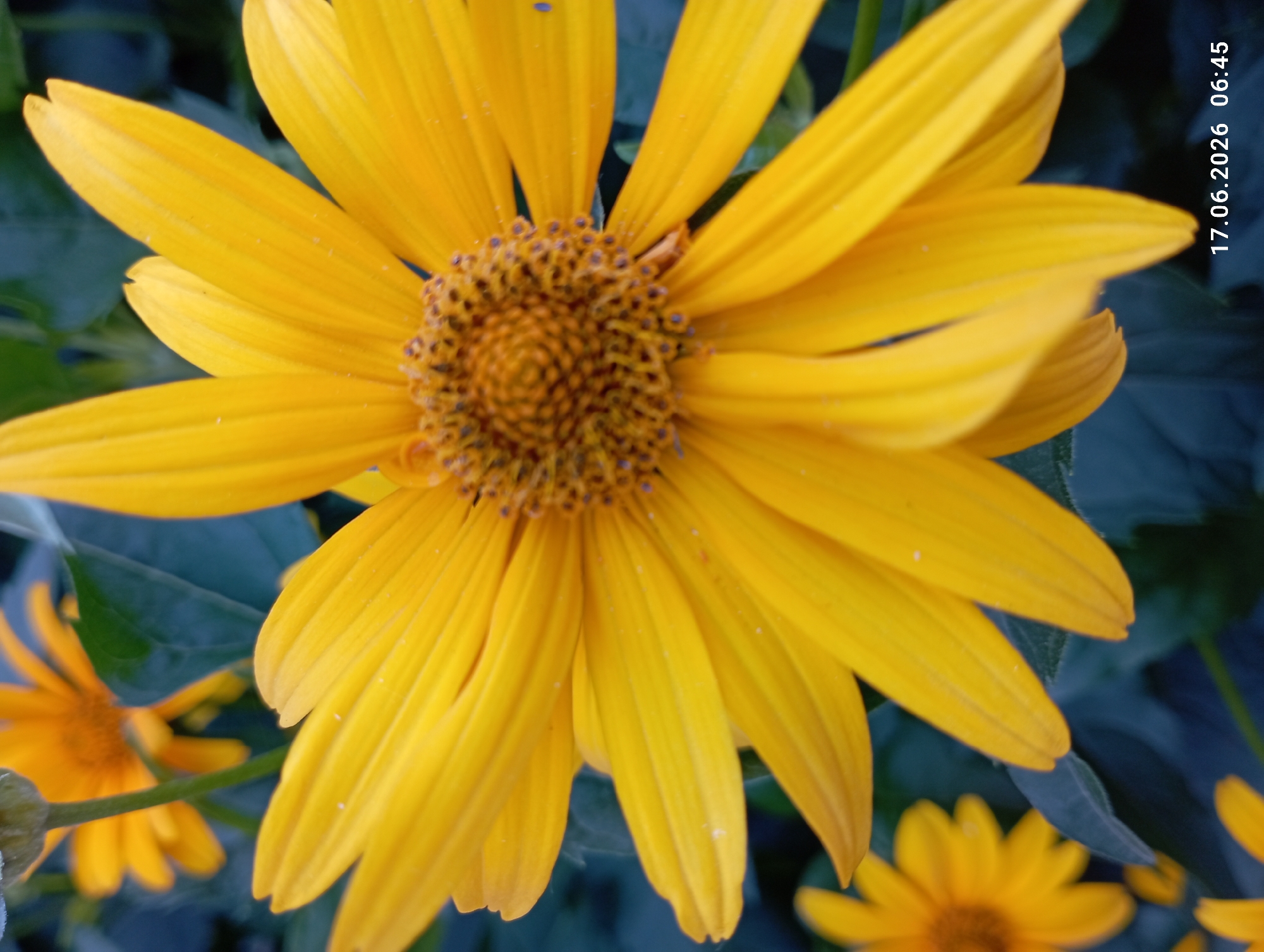 A close-up, low-angle, portrait-oriented photograph captures a bright yellow daisy-like flower with delicate petals. The flower's center is a cluster of tiny brown florets. In the background, out of focus, other yellow flowers and dark green leaves are visible. The scene is set in an outdoor environment, with a timestamp in the bottom right corner reading "17.06.2026 06:45".