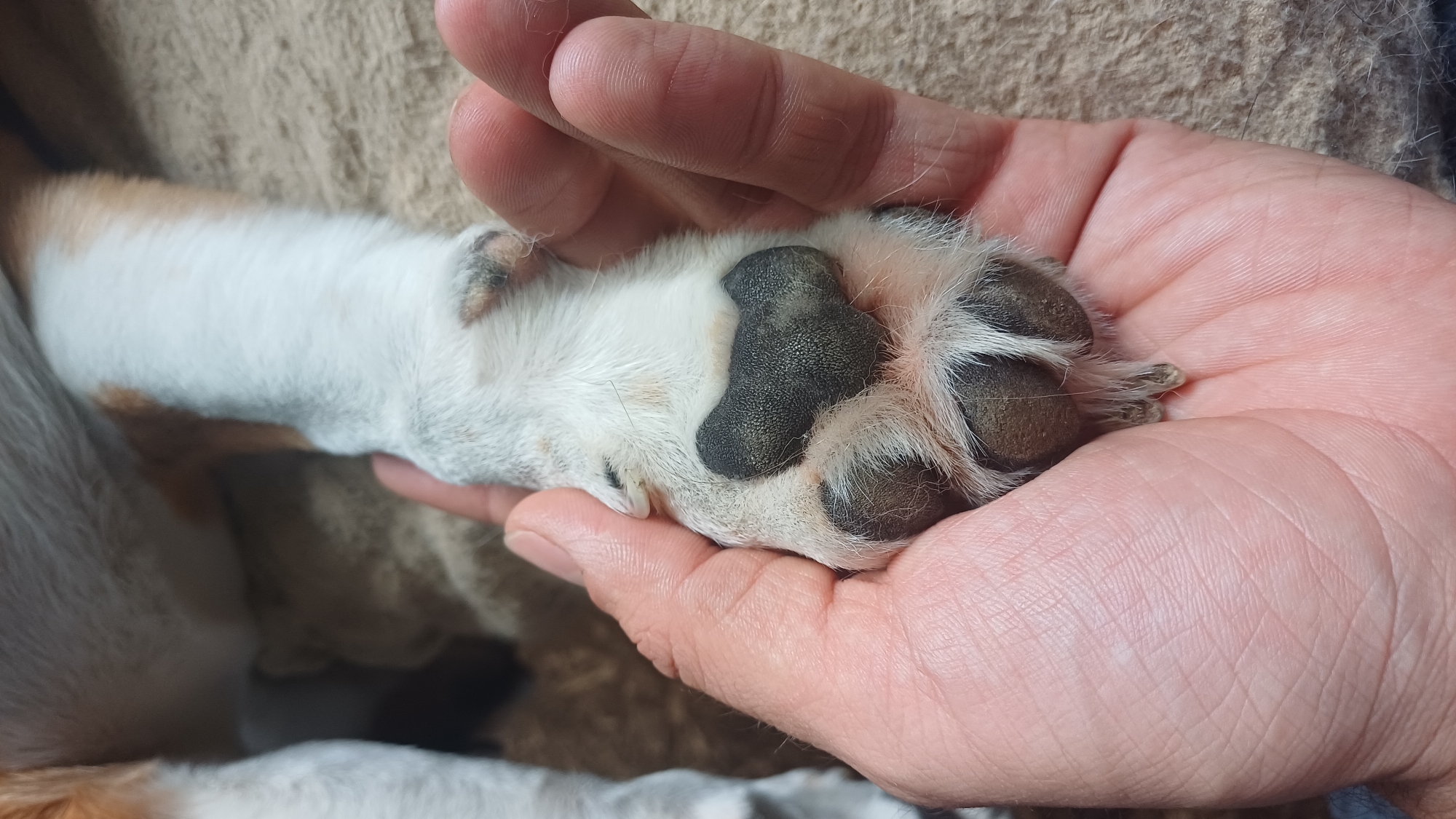 A human hand is holding a dog's paw. The dog's paw is white with black pads and brown claws. The hand is resting on a textured surface. The image appears to be taken indoors.