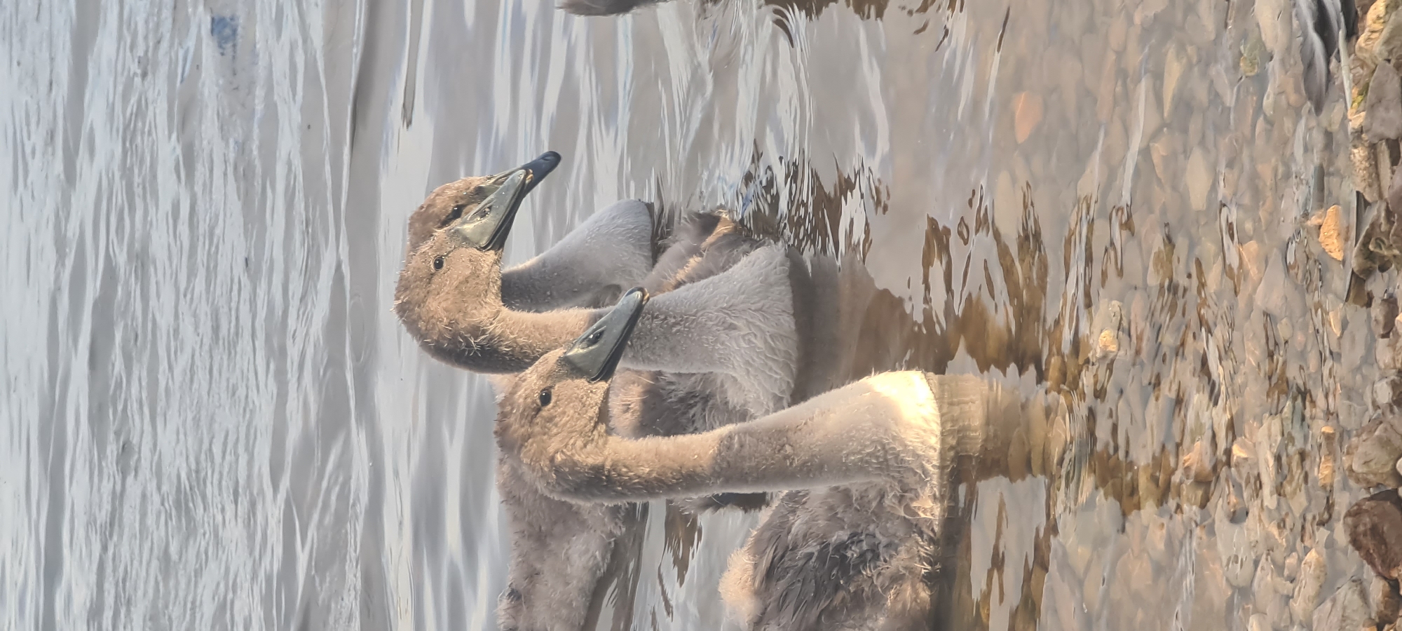 The image shows a group of cygnets swimming in shallow, clear water near a rocky shoreline. The cygnets are young swans, with fluffy gray feathers and dark beaks. The water is calm, with ripples reflecting the light. The shoreline is made up of various sizes of rocks and pebbles. The overall impression is one of a natural, peaceful scene. The location is not specified in the image.