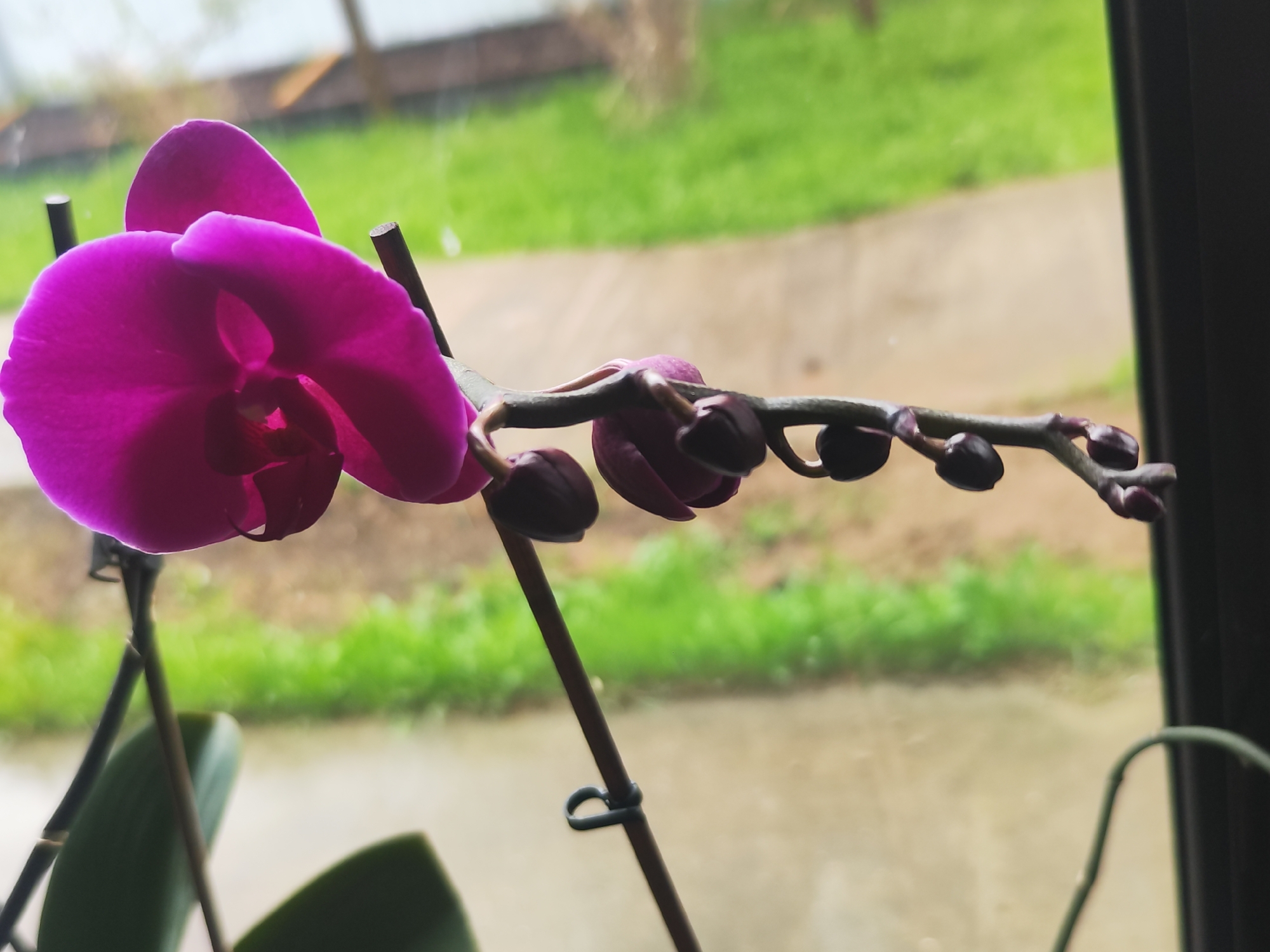 The image shows a close-up of a purple orchid in bloom, with several unopened buds along the stem. The orchid is indoors, positioned in front of a window. Outside the window, there is a view of a grassy area and a blurry light-colored surface, possibly a road or sidewalk. The image was taken in the city of Chaikovsky, Russia.