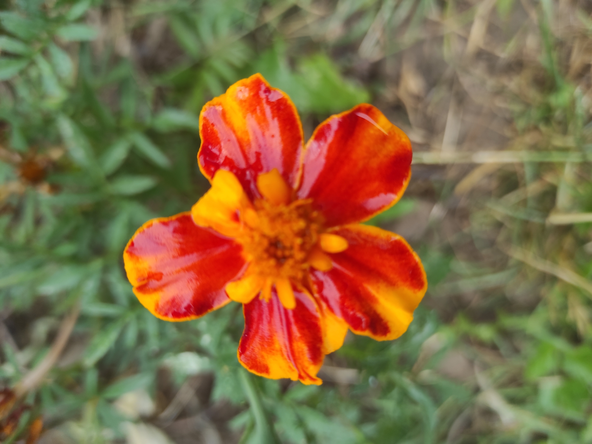 A close-up, high-angle shot captures a single marigold flower with vibrant orange and red petals, wet with dew or rain, set against a blurred background of green foliage and soil. The flower's center is a cluster of smaller, orange florets. The image does not contain any information that would allow for a determination of its location in Uzhhorod, Ukraine.