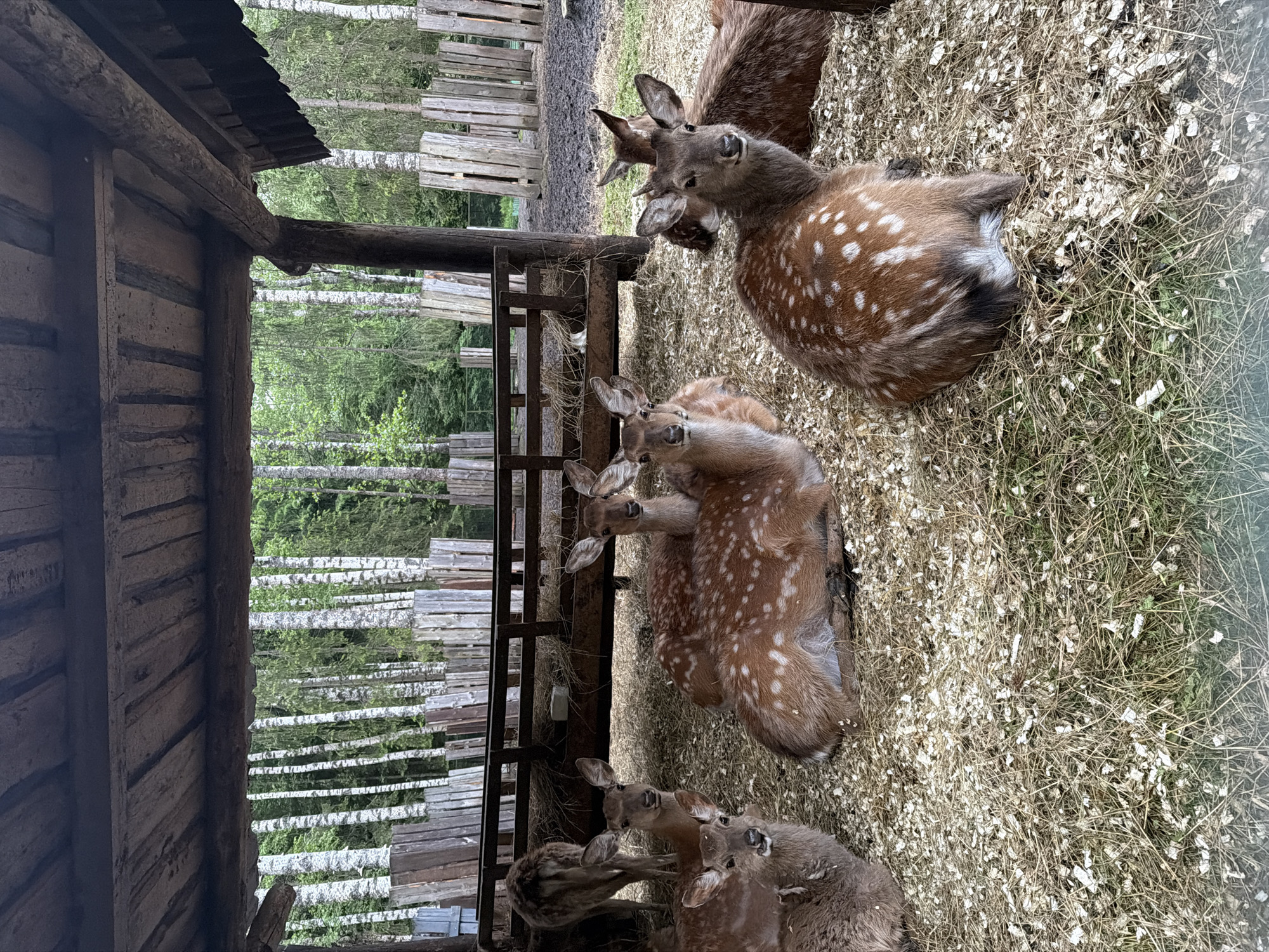 The image shows a group of five sika deer resting on straw within a fenced enclosure, possibly a petting zoo or deer farm. The deer are primarily brown with white spots, characteristic of their species. A wooden structure, possibly a shelter or barn, is visible on the left side of the image. Behind the enclosure, a forest of birch trees is visible. The location is Zaplav'e, Russia.