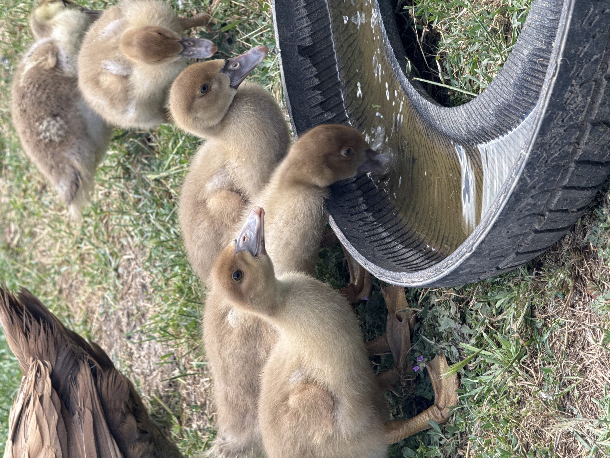 A group of fluffy, light brown ducklings are gathered around a makeshift water trough made from a tire. The ducklings are a mix of yellow and brown, with dark eyes and pinkish beaks. Some of them are drinking from the shallow water, while others are looking around or preening. One duckling in the foreground is looking up, its beak open. In the background, another duckling is visible, and a portion of an adult duck's wing, with brown and tan feathers, is in the lower left corner.
The water in the tire trough is murky brown, with some light reflecting on its surface. The tire itself is black and has a worn tread pattern. The scene is set on a grassy area with patches of dry grass and some small green weeds. There are also a few small purple flowers visible near the tire. The lighting suggests it is daytime, possibly mid-morning or afternoon, with bright sunlight casting some shadows. The overall mood is peaceful and natural, capturing a moment of the ducklings' daily activity. There is no visible text in the image.