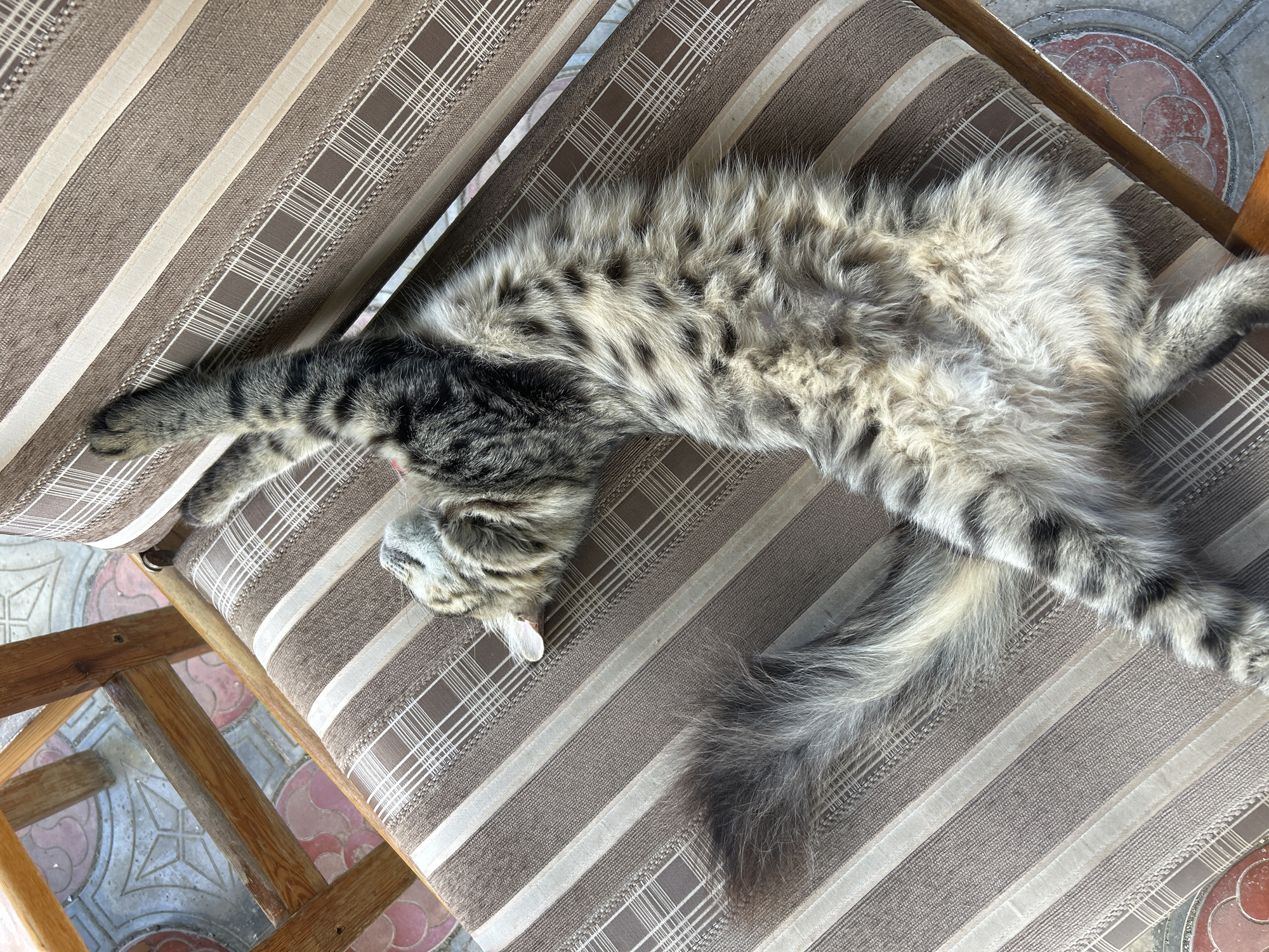 A high-angle, medium shot captures a tabby cat lying stretched out on a striped chair, indoors or on a covered patio. The cat, predominantly gray and black with lighter tan markings, appears to be resting or sleeping, with its head tilted back and paws extended. The chair's upholstery features alternating wide brown and thin cream-colored stripes, with a subtle grid pattern woven into the brown stripes. The cat's tail, long and bushy with dark banding, rests to the left, extending off the edge of the chair. To the left of the chair, a portion of a wooden chair leg is visible, casting a shadow on the patterned tiled floor. The floor tiles are a reddish-brown and gray with a circular pattern. The scene suggests a relaxed domestic setting.