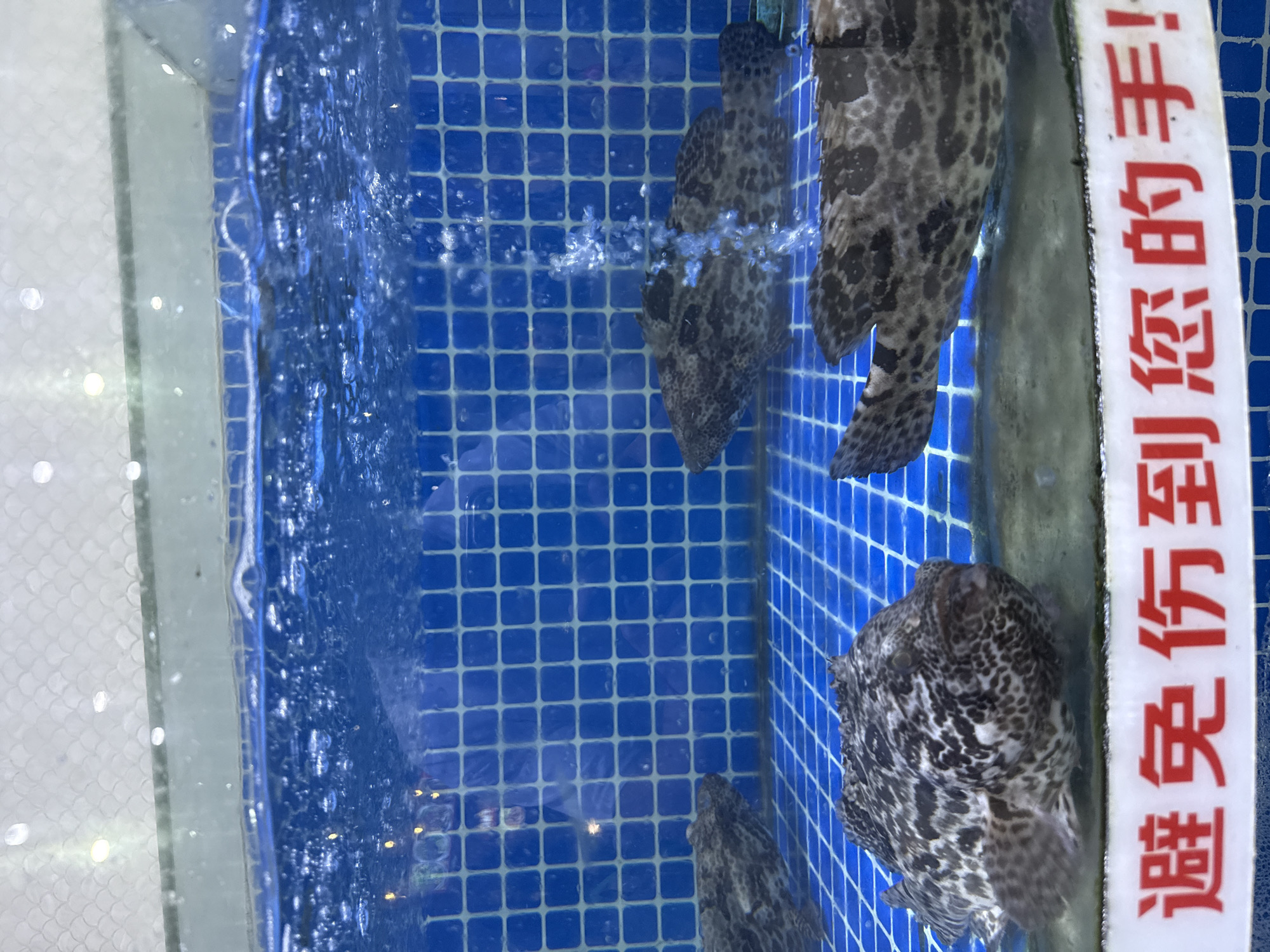 This image depicts a clear glass aquarium containing live, dark-patterned fish, positioned in what is assumed to be Haizhu District, China. The tank's interior features a bright blue tiled background and bottom, forming a grid pattern. The water is aerated, with numerous small bubbles rising through it. At least four fish, appearing to be grouper or rockfish with mottled dark grey, black, and white spotted patterns, are visible within the tank. One large fish occupies the foreground, facing the viewer, resting on the tank floor. Another fish is partially visible on the right, and two more are further back. A white strip with red Chinese characters, reading "避免伤到您的手!" (Bìmiǎn shāng dào nín de shǒu!), which translates to "Avoid injuring your hand!", is affixed to the lower front glass of the tank. The surface of the water shows some reflections of an overhead white, possibly tiled, ceiling with illuminated circular fixtures.