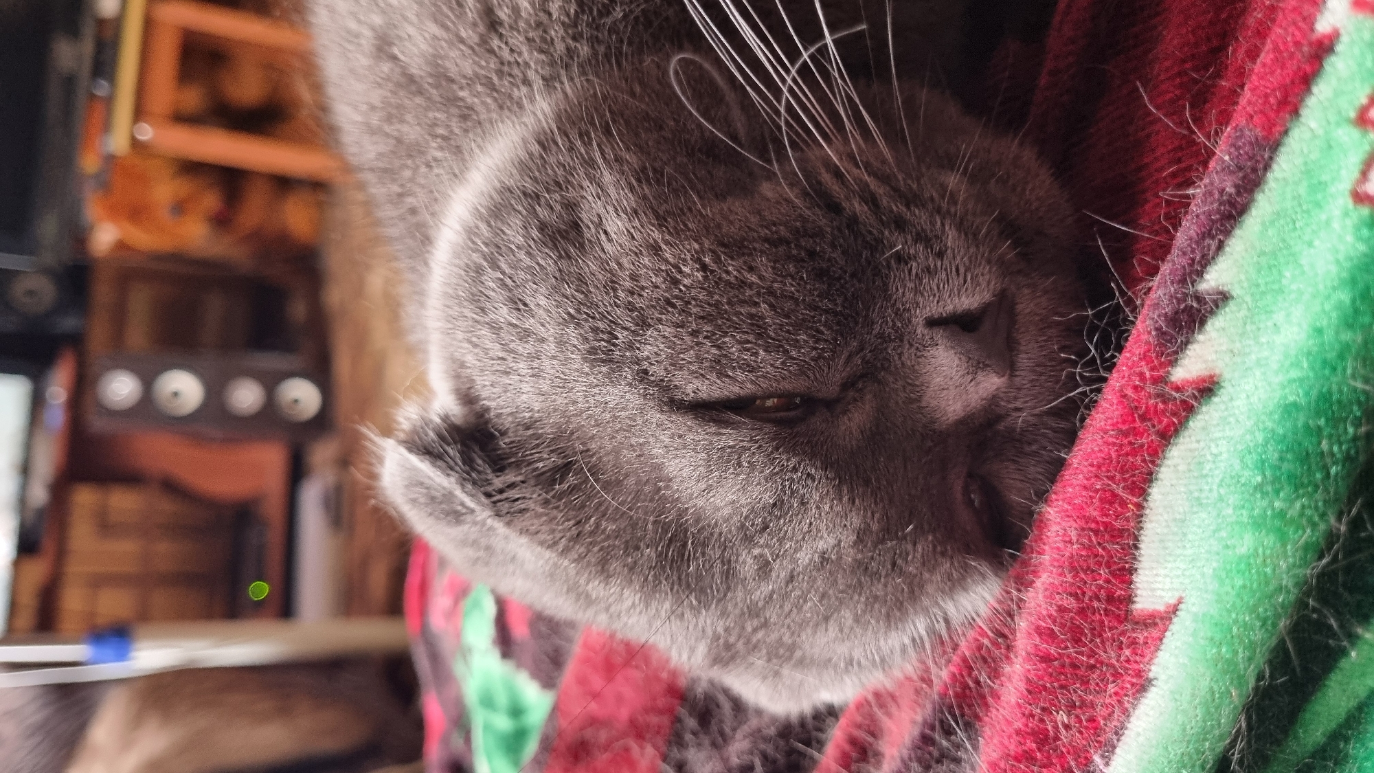 A close-up, eye-level shot shows a grey Scottish Fold cat sleeping on a colorful blanket. The blanket has a pattern of red, green, and black stripes and possibly other shapes. The cat's face is the central focus, with its eyes closed and its head resting on the blanket. Its ears are folded downwards, characteristic of the breed. The background is blurred but appears to be an indoor setting with furniture and possibly electronics. There is no indication of the specific location being Vysokoe, Russia.