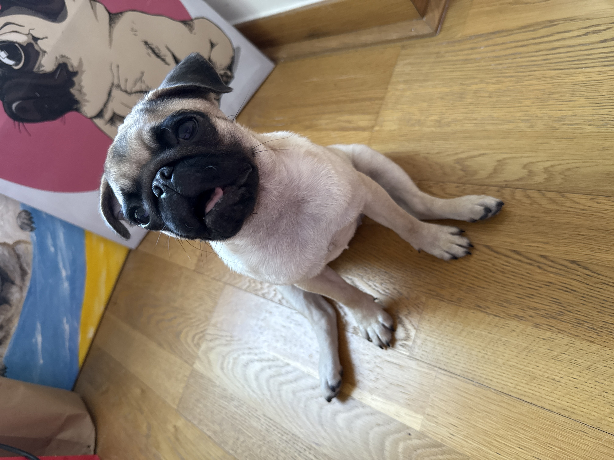 A young pug puppy is sitting on a light brown wooden floor, looking up and to the left with its mouth slightly open. The puppy has fawn-colored fur with a black muzzle and ears. Behind the puppy, two large framed pictures are visible. The one on the left depicts a beach scene with a blue sky, yellow sand, and water. The picture on the right features a cartoonish drawing of a pug in a pink circle. The environment appears to be indoors, possibly a home.
