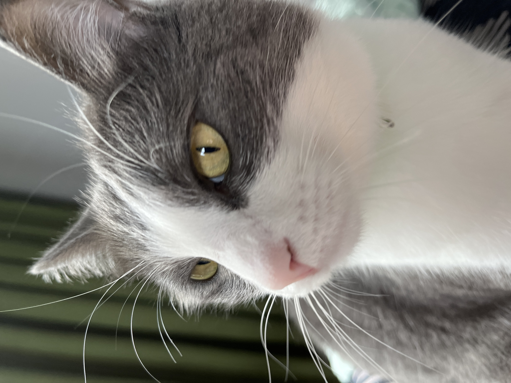 A close-up shot captures the face of a gray and white cat in Ureki, Georgia. The cat's left eye, a striking yellow with a vertical pupil, is the focal point, reflecting light. Its pink nose is slightly moist. Long, white whiskers fan out from its muzzle. The cat's fur is a mix of soft gray tabby markings and white. The background is blurred, showing green and dark vertical stripes, possibly curtains or blinds. The lighting is natural, illuminating the cat's features.