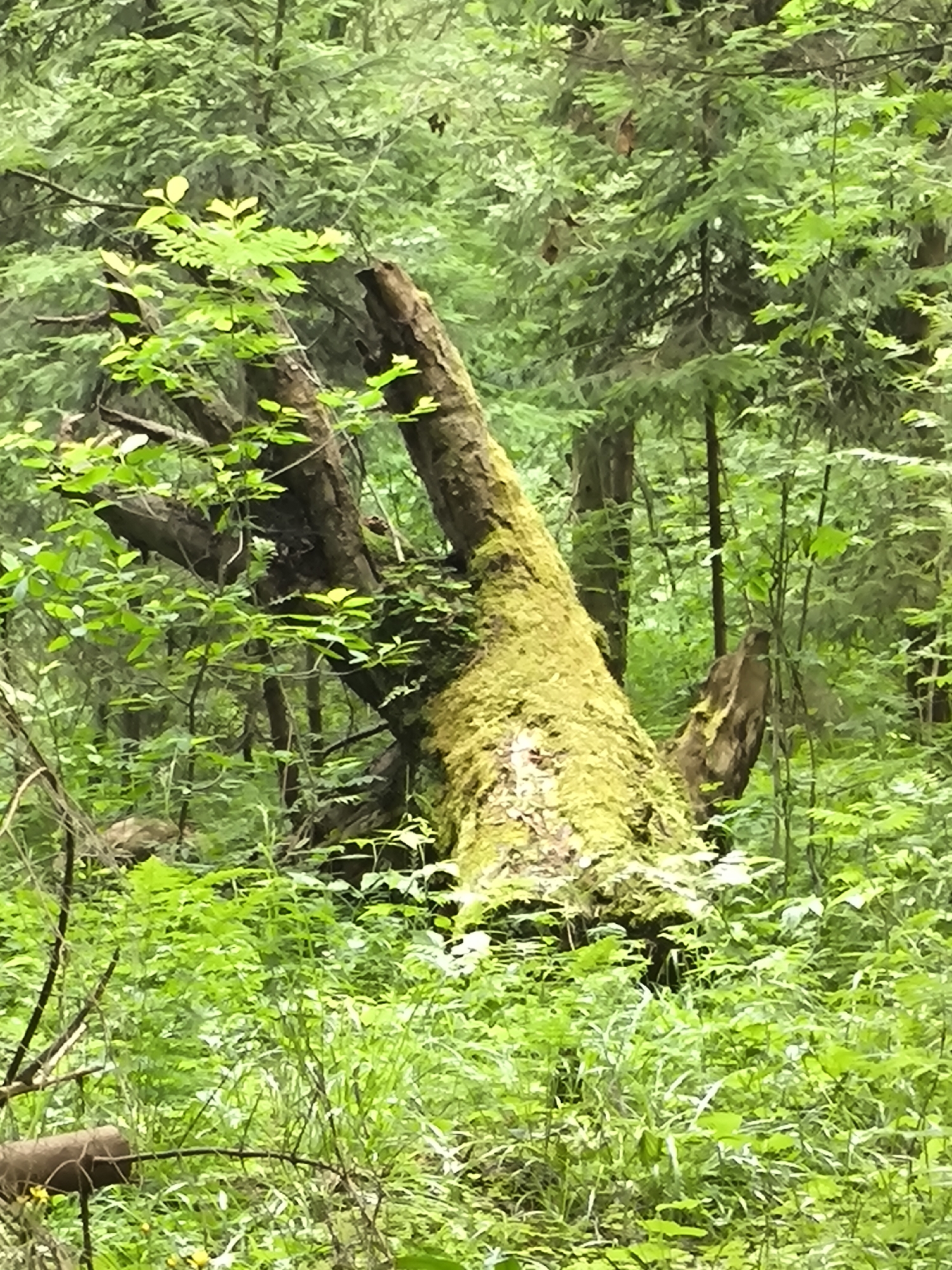 The image depicts a lush, green forest scene. The main subject is a large, fallen tree trunk covered in vibrant green moss. The trunk is angled, with one end resting on the ground and the other propped up at an angle, creating a dynamic, organic shape within the frame. Surrounding the fallen tree is dense undergrowth of various green plants and ferns, creating a carpet of foliage. In the background, numerous tall trees, likely evergreens given their conical shape and dense needles, form a thick forest canopy. Sunlight filters through the leaves, dappling the forest floor and highlighting the textures of the moss and foliage. The overall impression is one of a wild, untamed natural environment. There are no people or animals visible, and no discernible text. The lighting suggests it is daytime, and the abundance of green and the presence of moss imply a moist or humid environment, possibly after rain or in a temperate rainforest. The scene evokes a sense of tranquility and the enduring power of nature, where decay leads to new growth.
