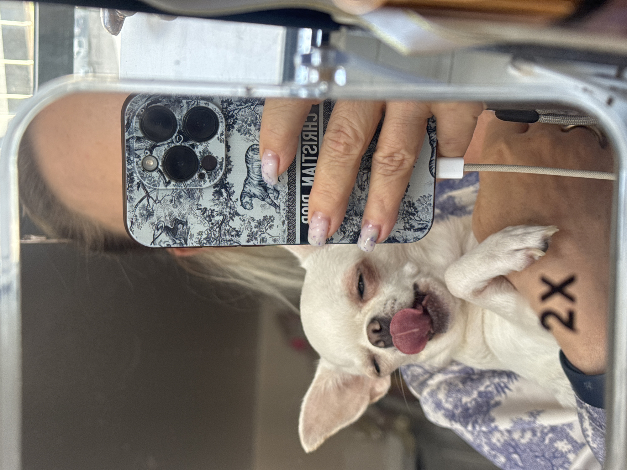 In Novosibirsk, Russia, a close-up, reflected image shows a person holding a white Chihuahua with its pink tongue sticking out. The person's hand, with light-colored nails, is visible holding a phone with a white and blue patterned case featuring a tiger. The phone's camera is turned towards a mirror, capturing the scene. A white charging cable is attached to the phone. The dog is wearing a white and blue patterned garment. The background appears to be an indoor setting with a gray wall and a blurred window with a grid pattern. The number "2X" is superimposed in black on the lower right side of the image.