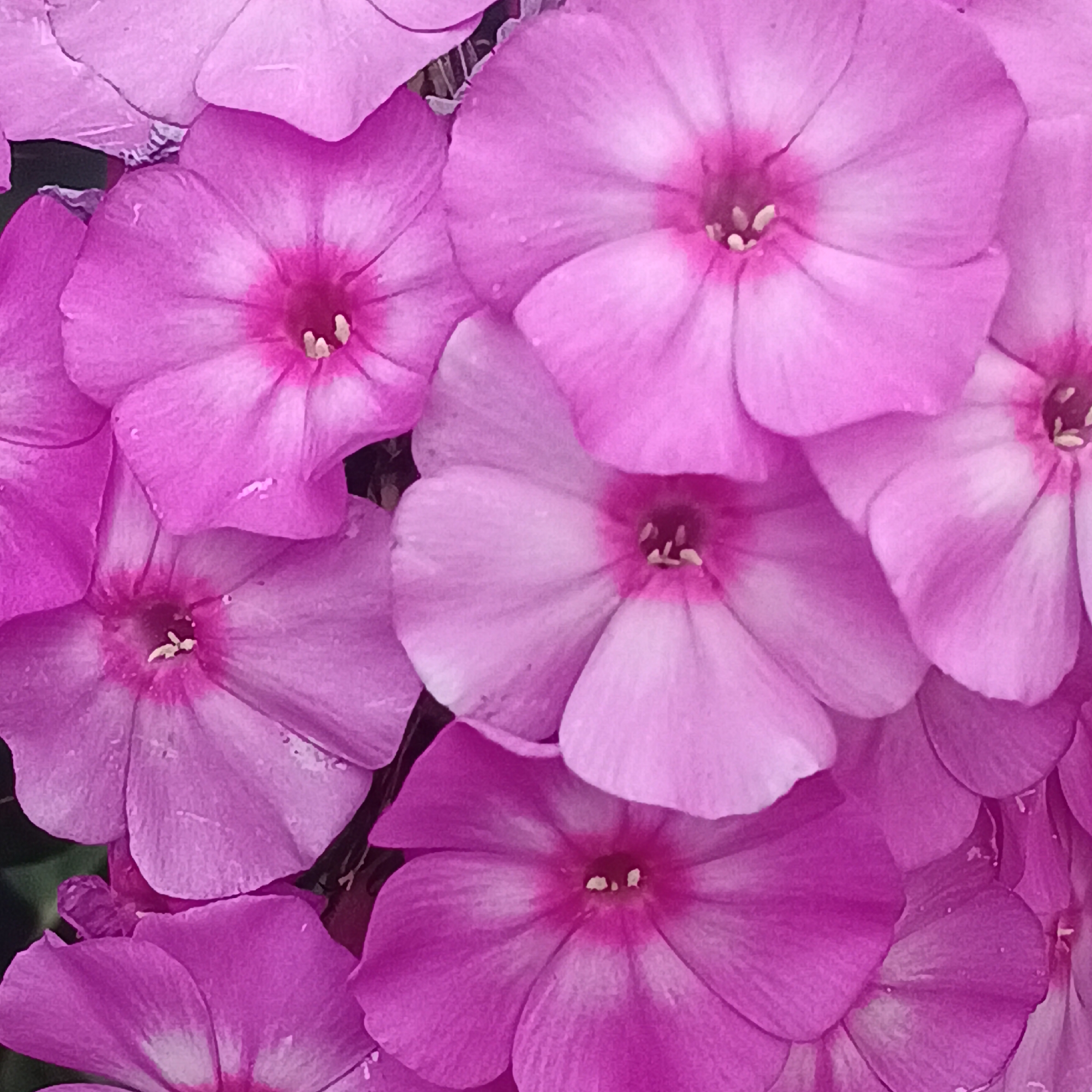 The image is a close-up, top-down view of several pink phlox flowers. The flowers are in various stages of bloom, with some appearing fully open and others still slightly closed. The petals are a vibrant shade of pink, with a darker pink or magenta center. Some of the petals have tiny water droplets on them, suggesting they may have been recently watered or are dewy. The background is dark and out of focus, further emphasizing the flowers. There is no identifiable location in the city of Samara, Russia. The image solely depicts the flowers.