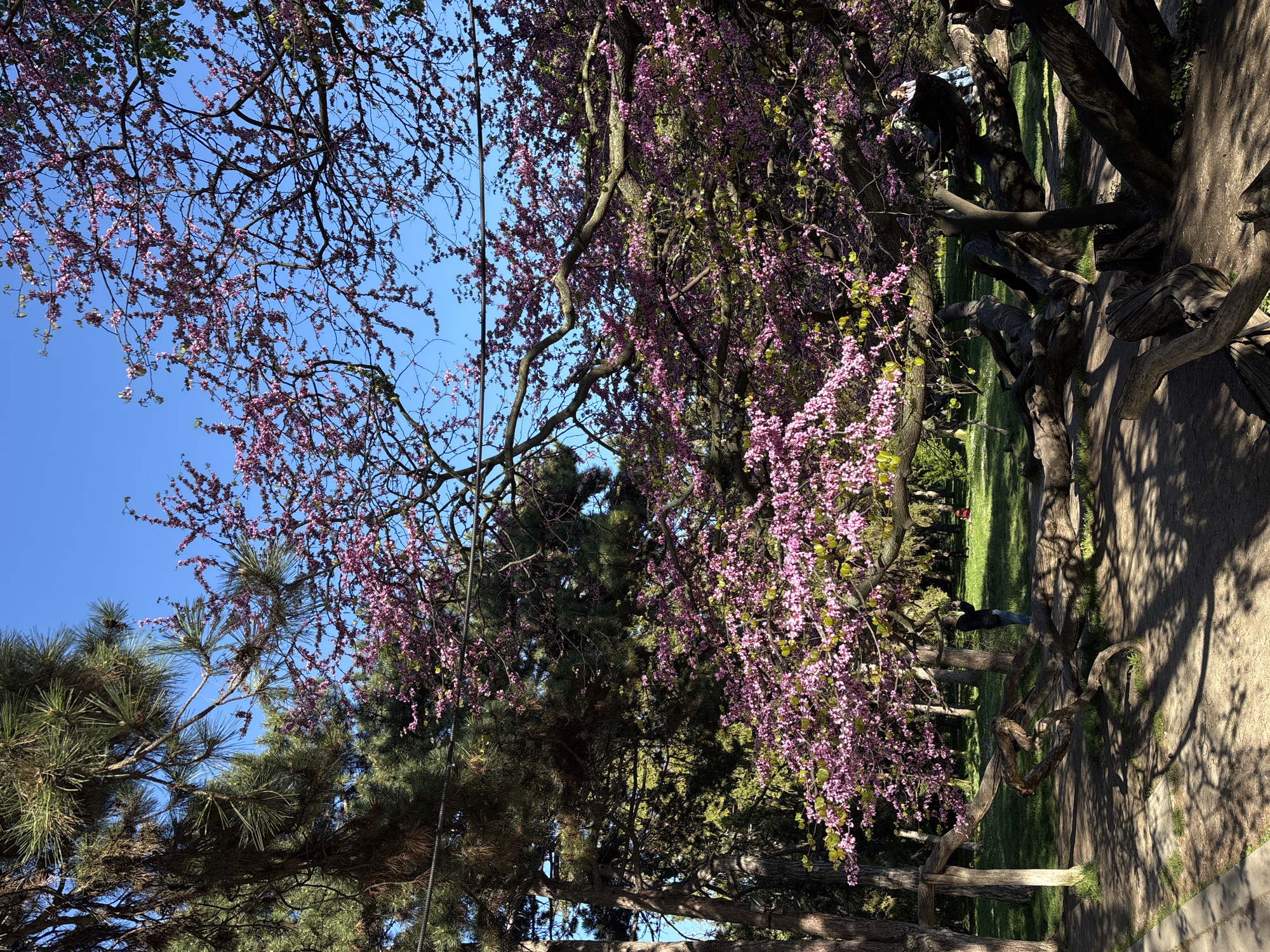 The image depicts a park scene in Varna, Bulgaria. In the foreground, there is a mature tree with pink blossoms in full bloom. To the left, a pine tree with needles is visible. The backdrop is a clear, blue sky. A pathway runs through the park, and a person is resting in the shade of a tree. The trunks of the trees are gnarled and textured. Sunlight filters through the foliage.