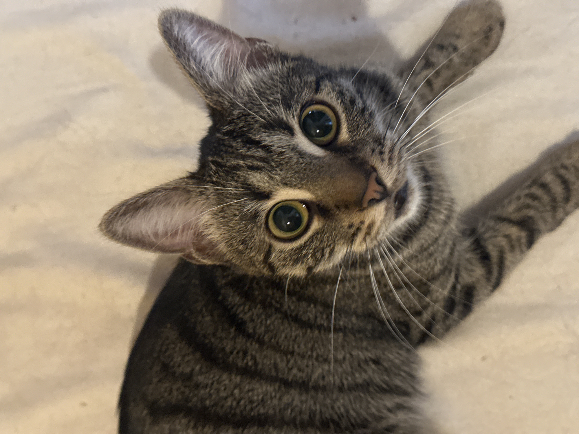 A close-up, high-angle shot shows a tabby cat lying on a light-colored, textured surface. The cat has green eyes and dark grey stripes on its fur. Its ears are pointed upwards. The background is out of focus, showing a soft, slightly wrinkled texture. There is no discernible location in Sofia, Bulgaria.