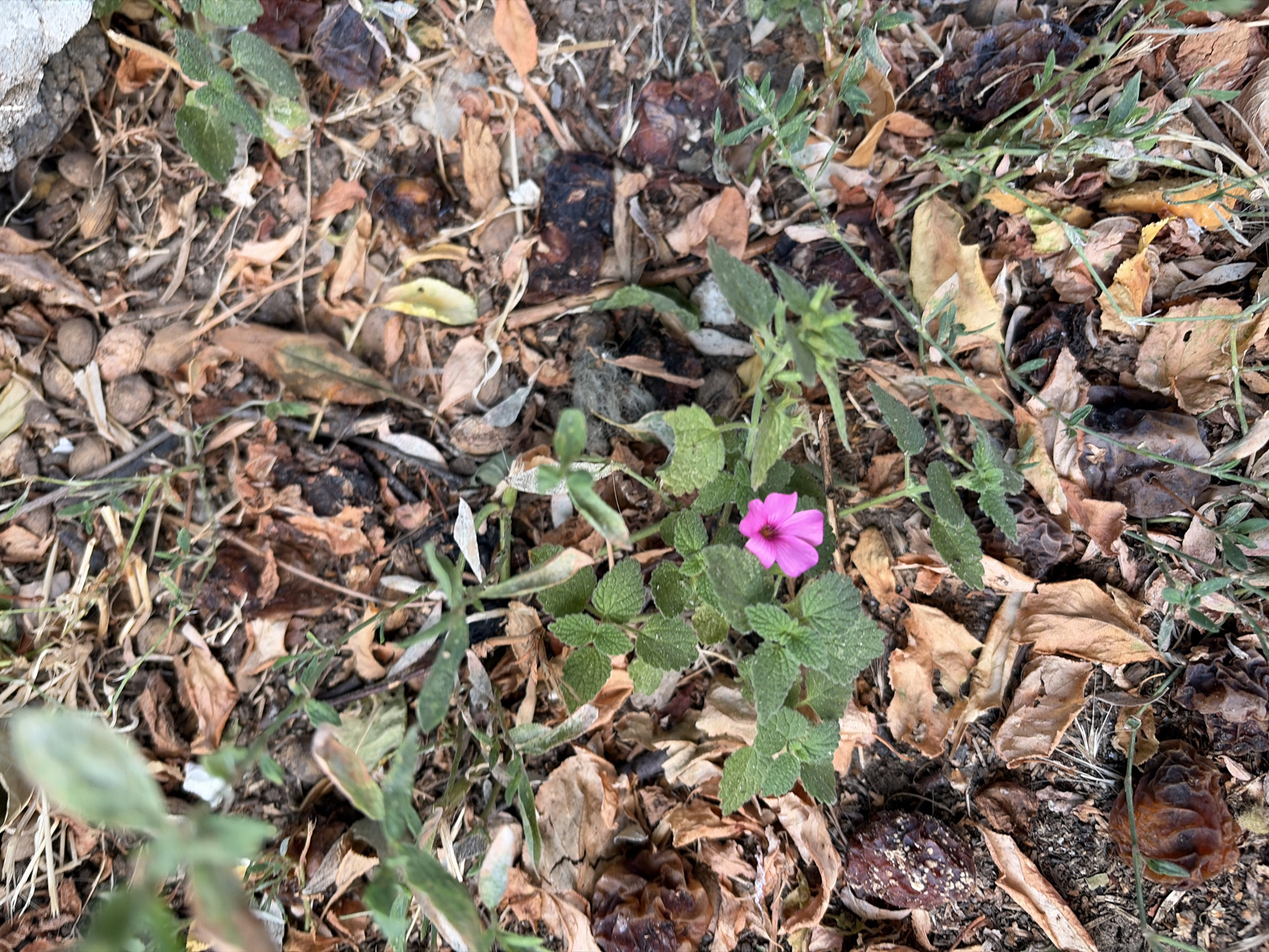 An overhead shot shows a close-up of a small pink flower with five petals. The flower is in the center of the image, surrounded by green leaves and dry, brown debris. The debris consists of fallen leaves, twigs, and what appear to be dried fruits or nuts. The ground beneath is visible as dark soil. The scene is natural, with no signs of human intervention.