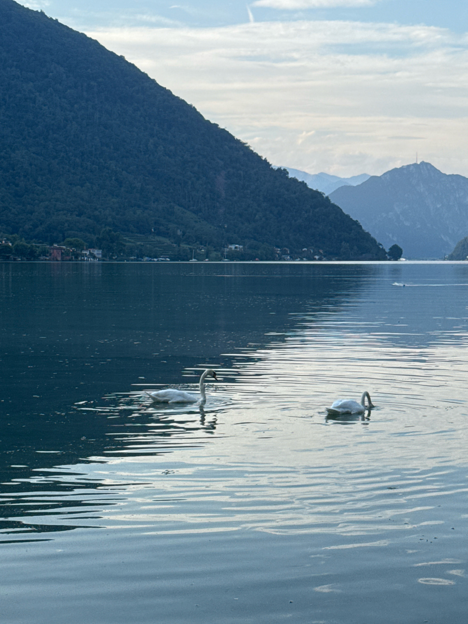 This is a vertical, medium-shot, eye-level photograph of Lake Lugano in Mendrisio, Switzerland. The foreground of the image is dominated by the lake's surface, which is a deep, reflective blue with subtle ripples creating a pattern of light and shadow. Two white swans are visible in the water. The swan on the left is facing right, with its head slightly tilted down, appearing to be feeding. The swan on the right is further away and is also facing right, with its head submerged in the water, as if feeding or drinking.
In the mid-ground, the distant shoreline is lined with trees and buildings, suggesting a populated area nestled against a hillside. The hillside itself is densely covered with dark green foliage, indicating a forested mountain. Beyond this, a series of hazy, blue mountain ranges recede into the distance under a pale, overcast sky. A thin contrail is visible in the upper portion of the sky. The overall mood of the image is serene and tranquil, capturing a peaceful moment on the lake.